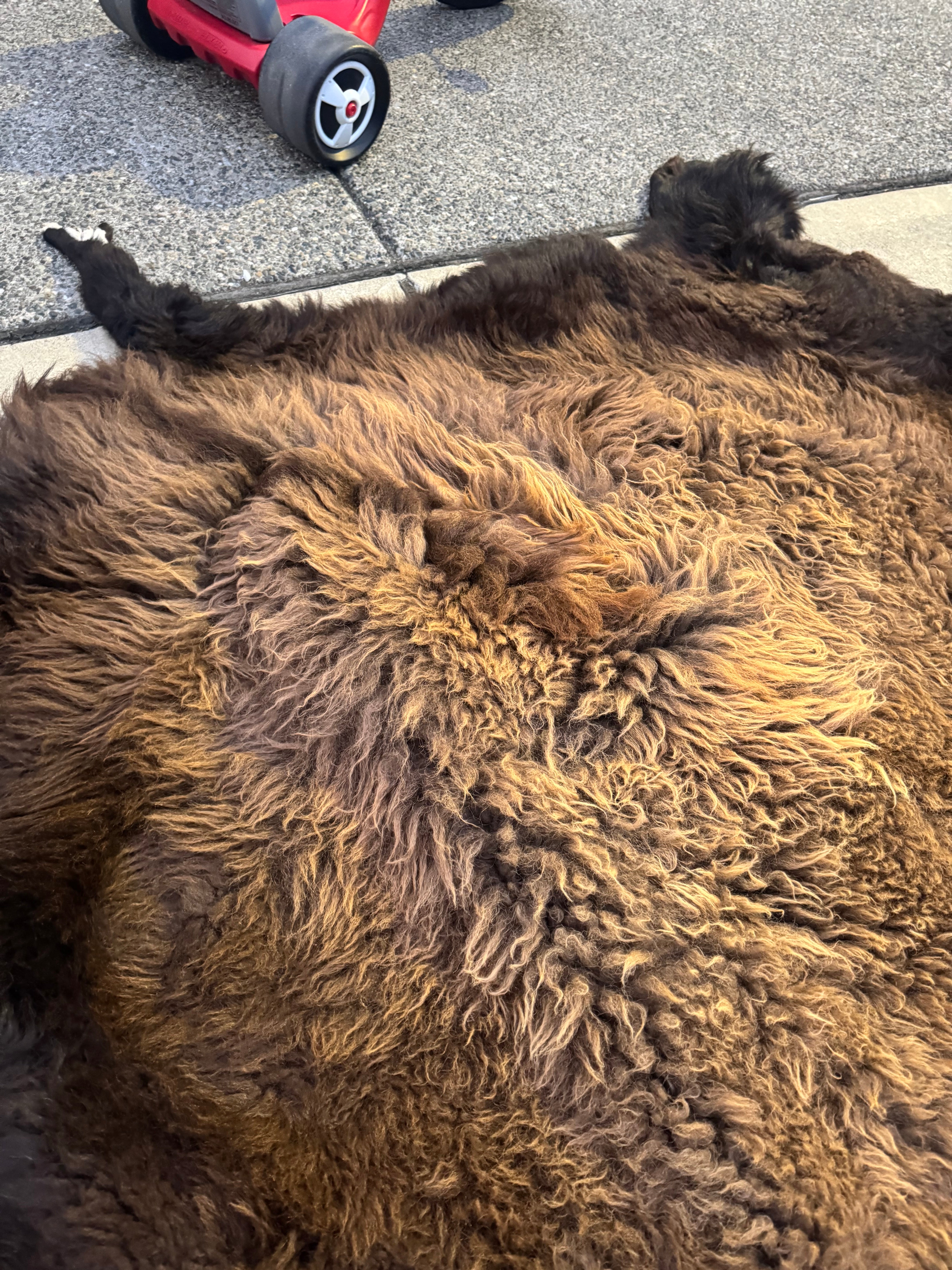 FHWA556 - XXL premium Prime Real Buffalo / Bison Fresh Taxidermy Rug Hide