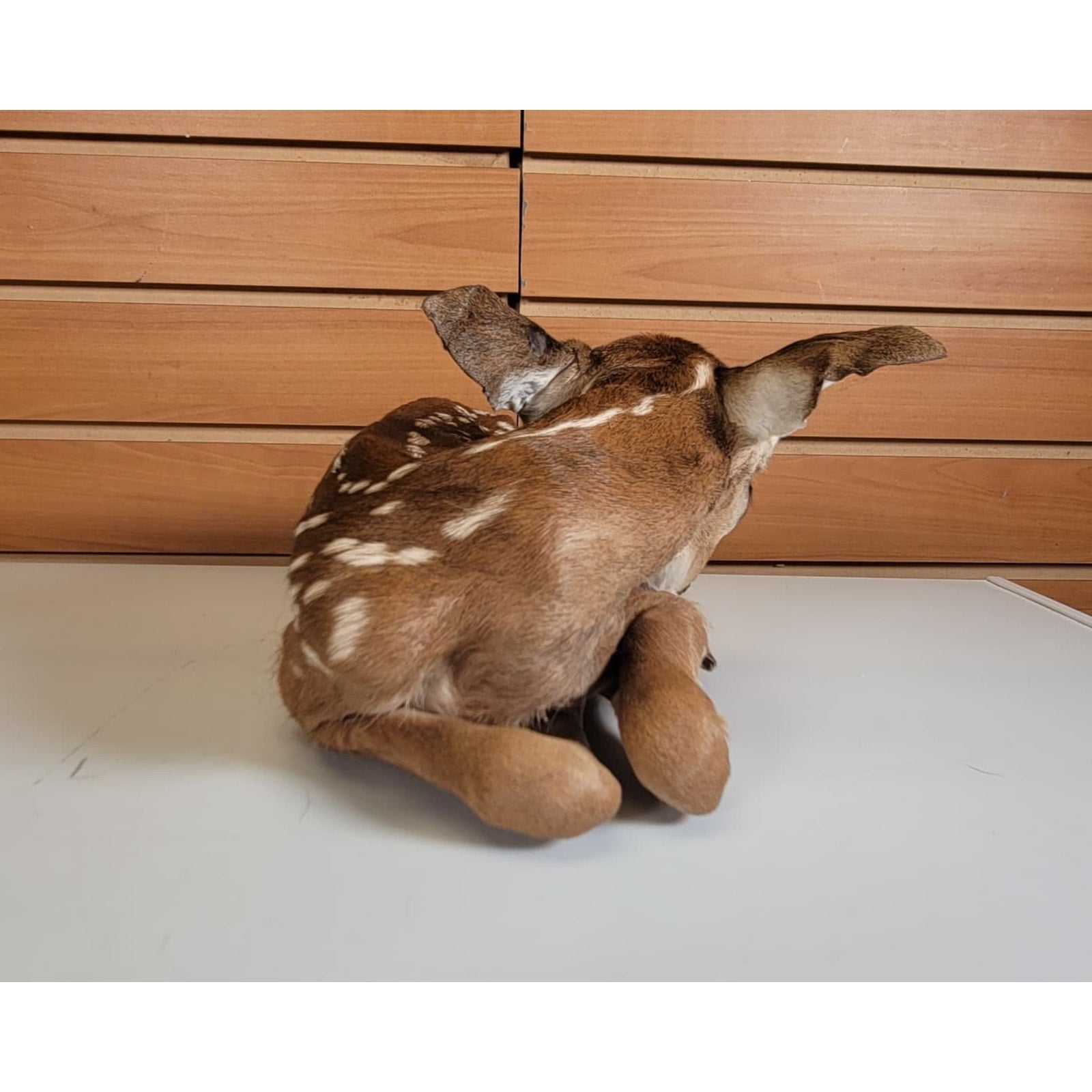 FHBARN2- Fawn Lifesize Taxidermy Mount