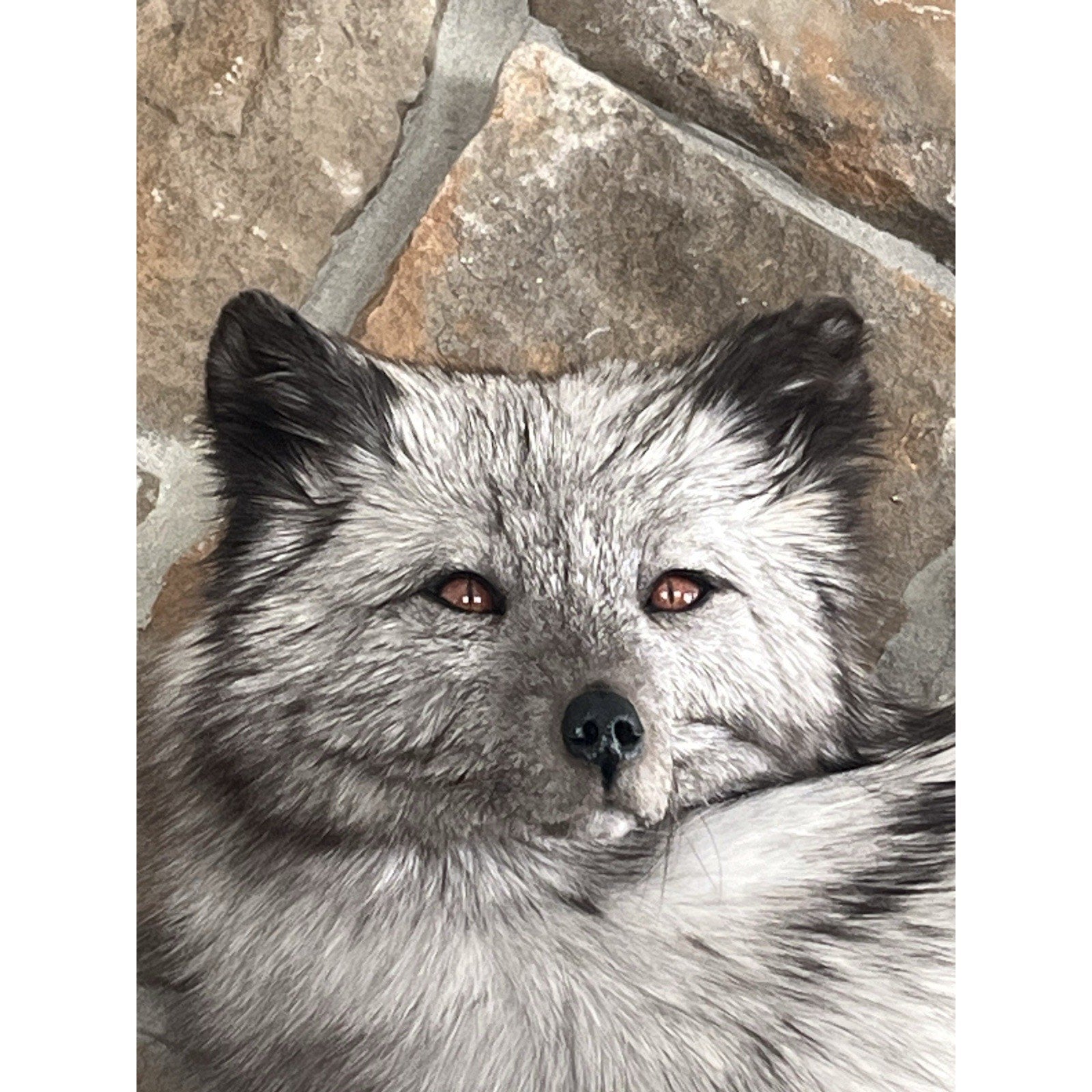 FHWL83 - Grey & White Ranch Fox Taxidermy Full Body Mount