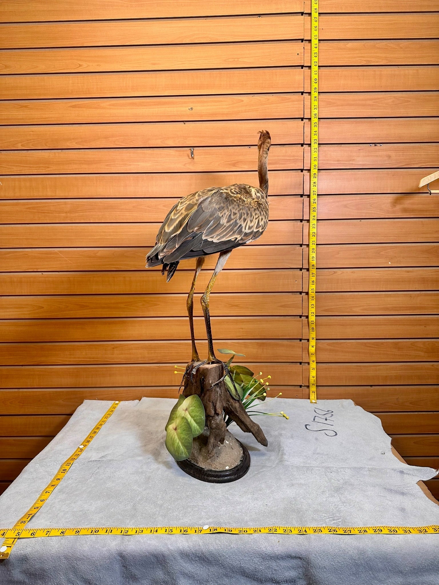 FH232- Purple Heron taxidermy mount