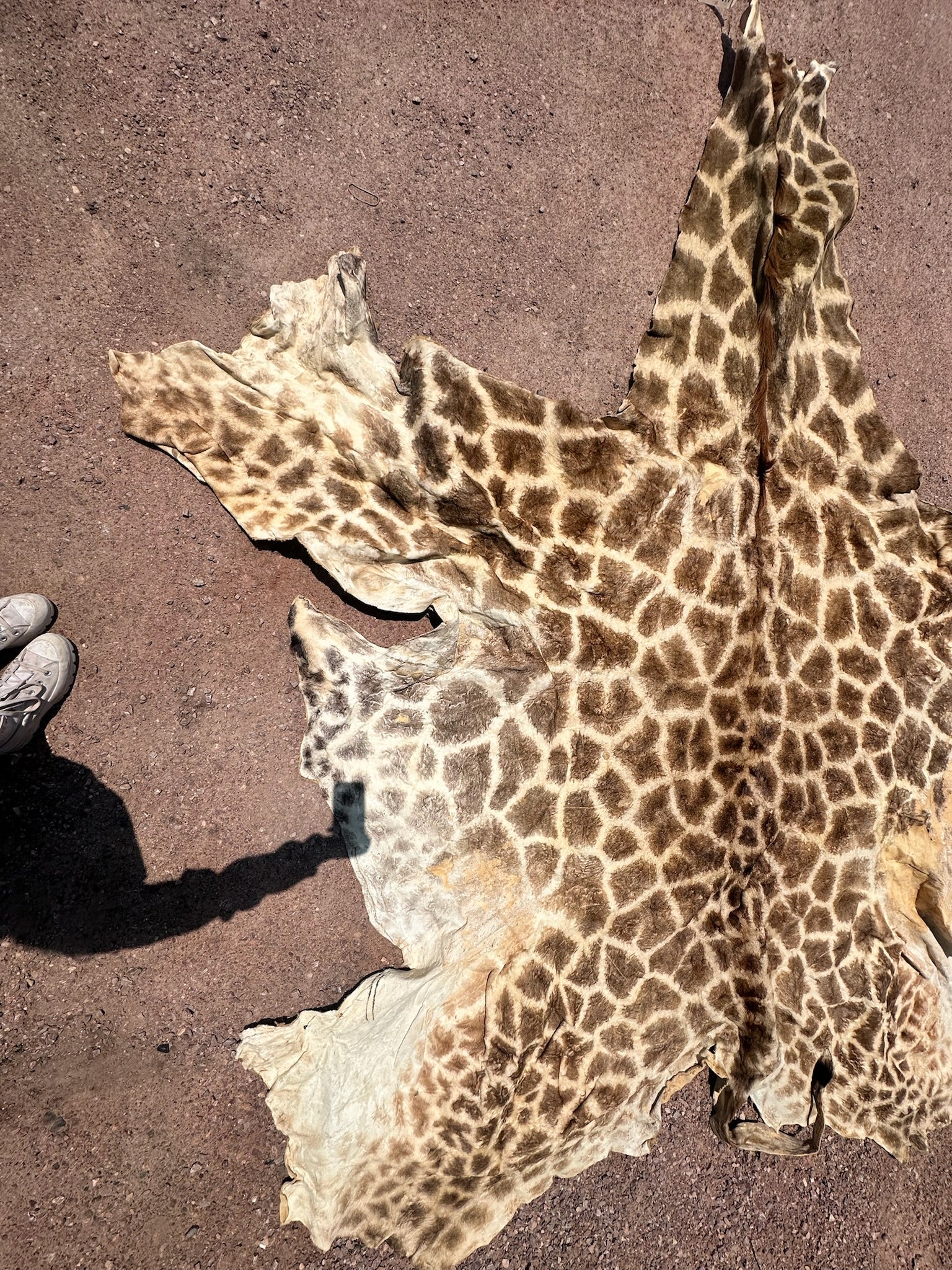 FHGIRAF1- Big Giraffe Tanned Skin Taxidermy
