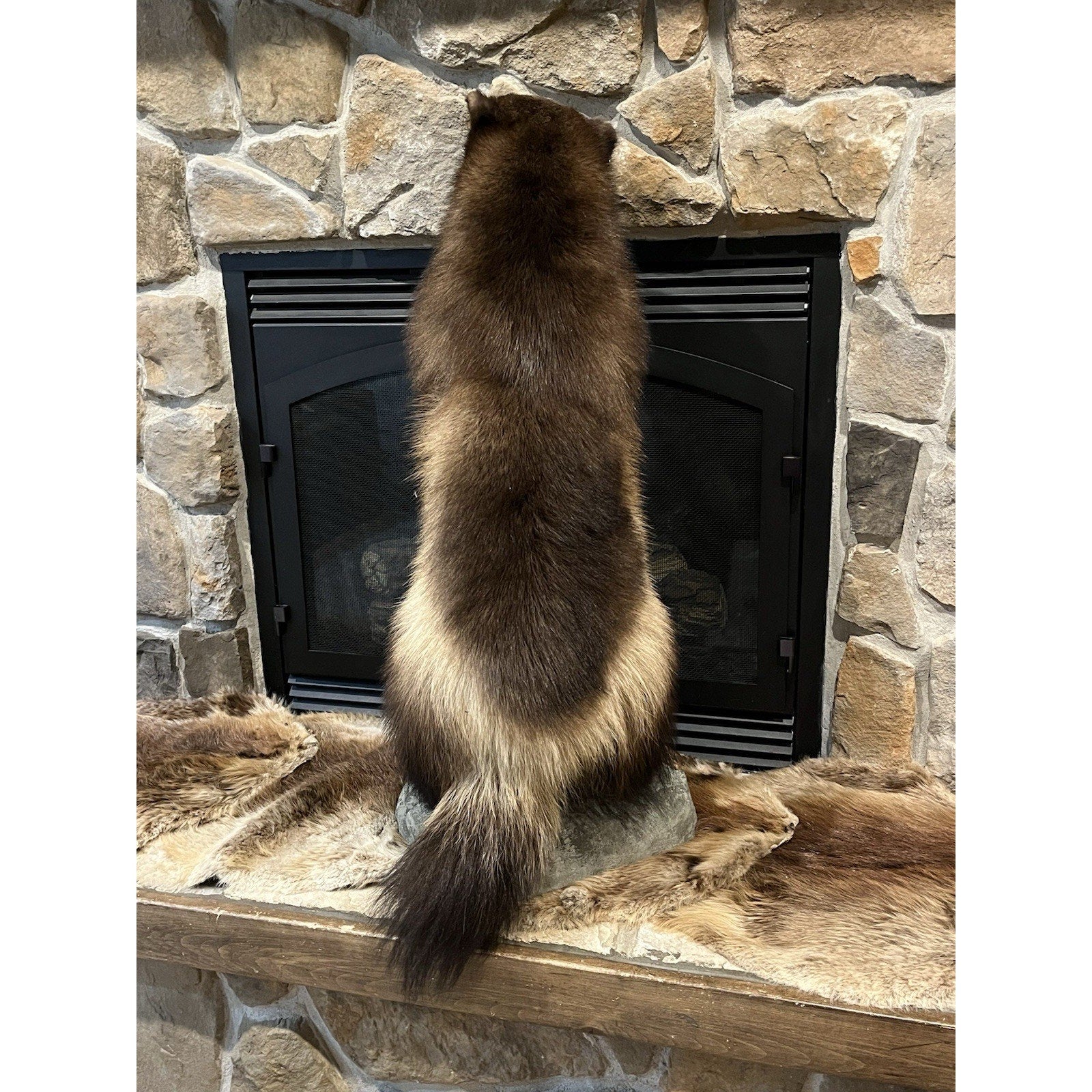 FHWL23-Beautiful Real Alaskan Wolverine Prime Fur Taxidermy Mount