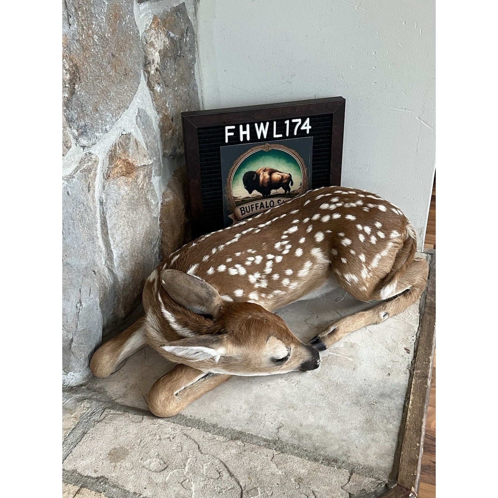 FHWL174 - Fawn Deer Taxidermy Mount