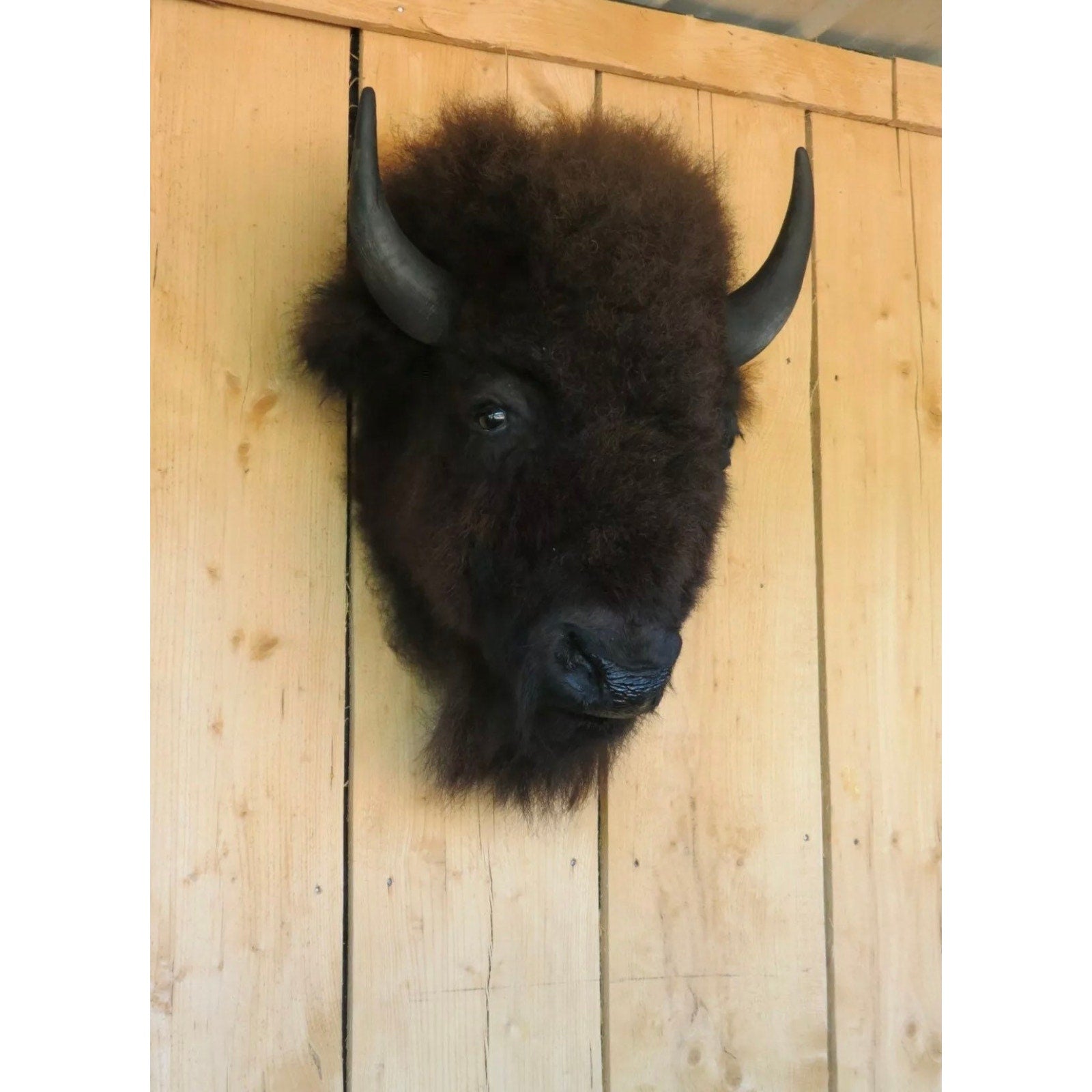 FHDAR818 - Real Buffalo / Bison Head Taxidermy Mount New Neck Mount