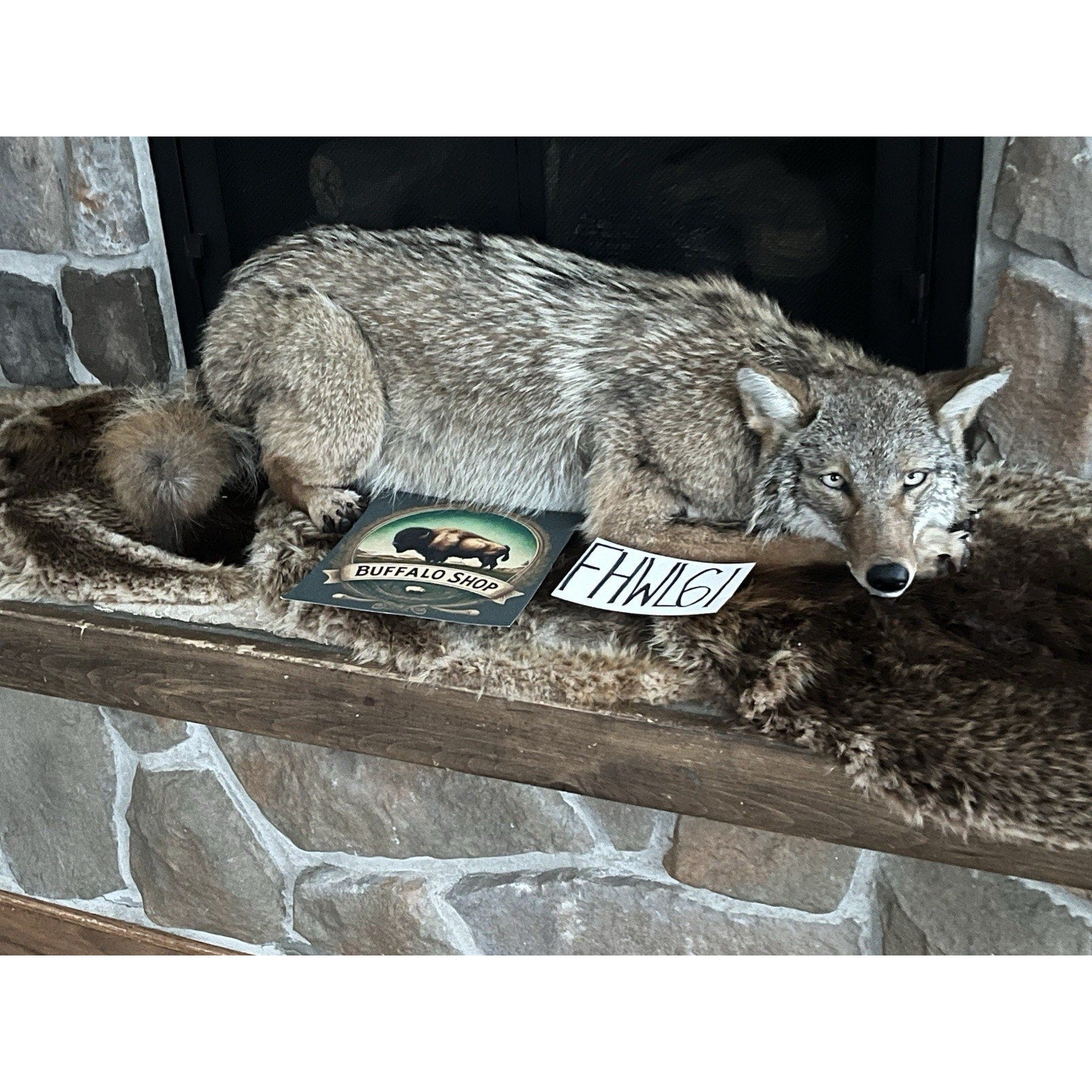 FHWL61 - Coyote Museum Quality Wall mount Taxidermy