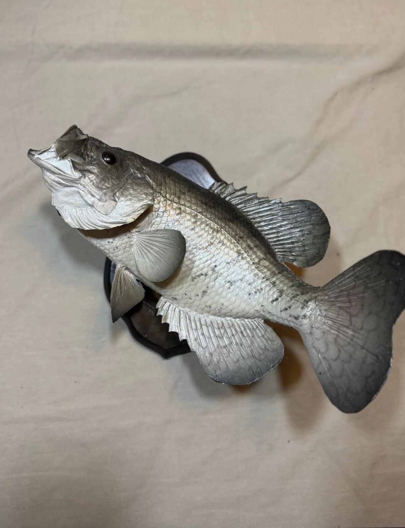 FHEB0817 - 12.5 Inch Crappie Taxidermy Mount
