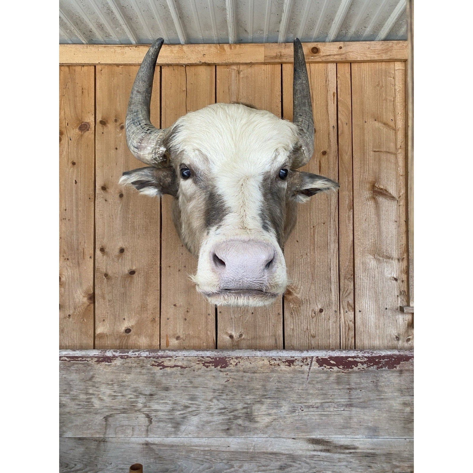 FHDAR42- Rare Sacred White-faced African Buffalo Taxidermy Shoulder mount