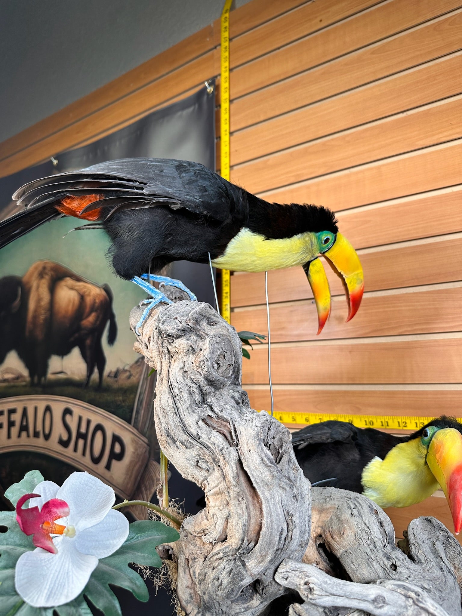 FH739-Keel billed toucans taxidermy mount - captive bred