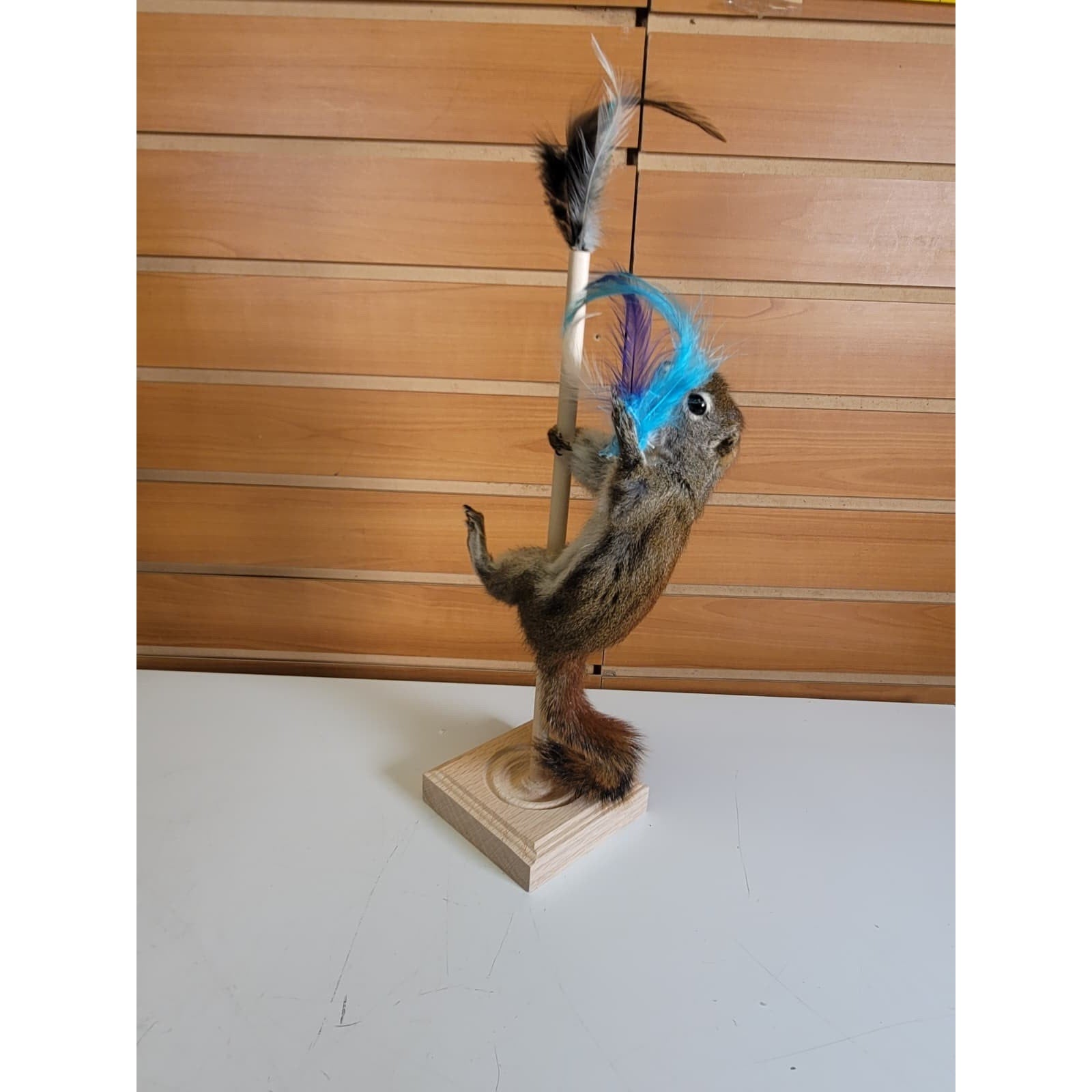 FHSQ310 - Stripping American Red Squirrel Taxidermy Mount