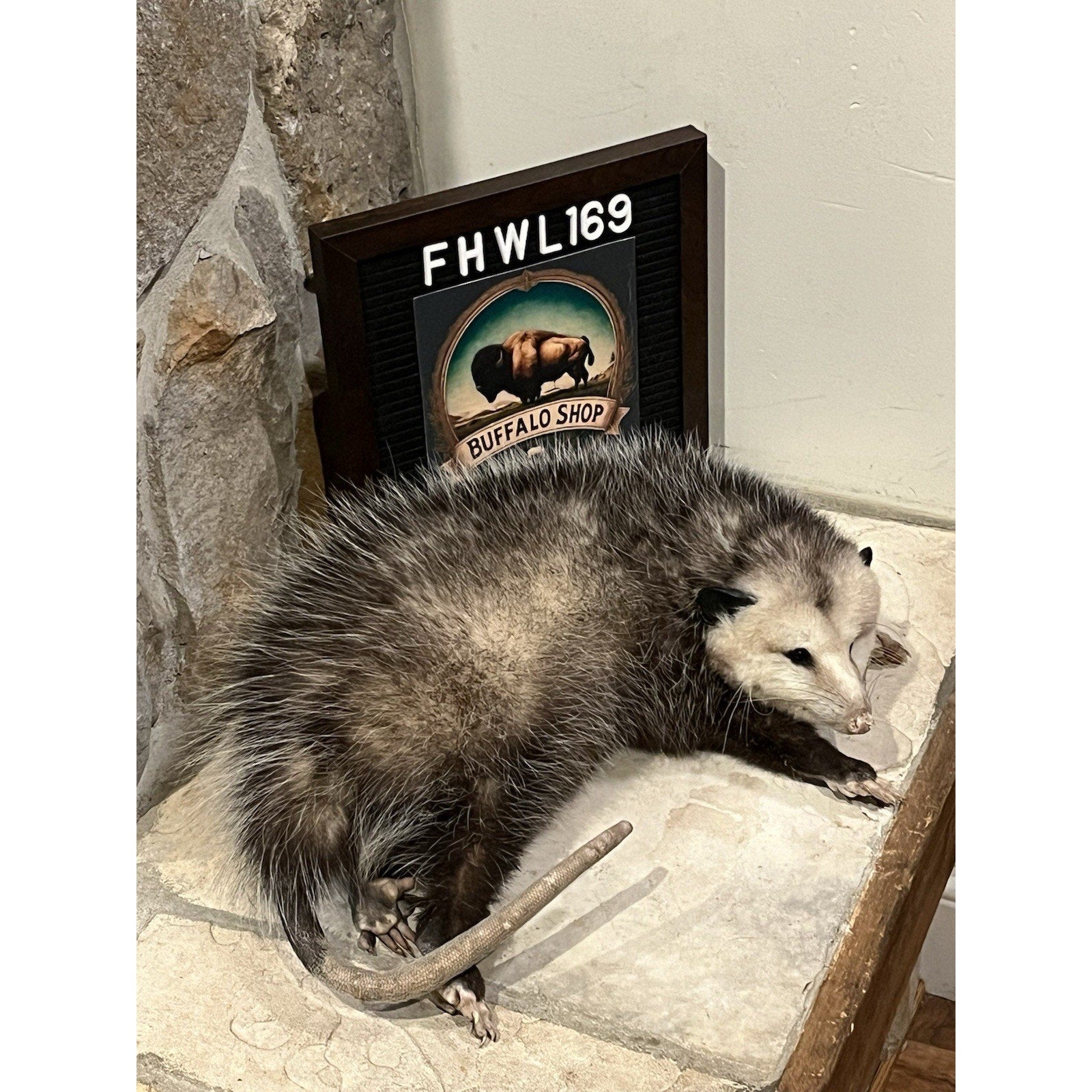 FHWL169 - Fat Opossum Taxidermy Full Body Mount