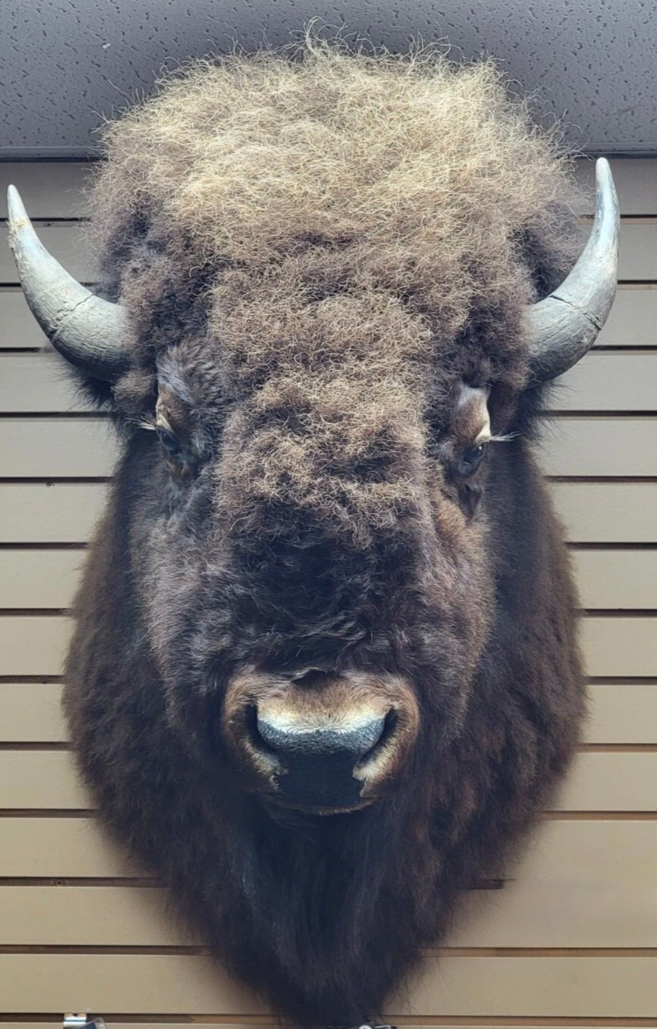 FHDONNA2- Buffalo Taxidermy Shoulder mount Bull