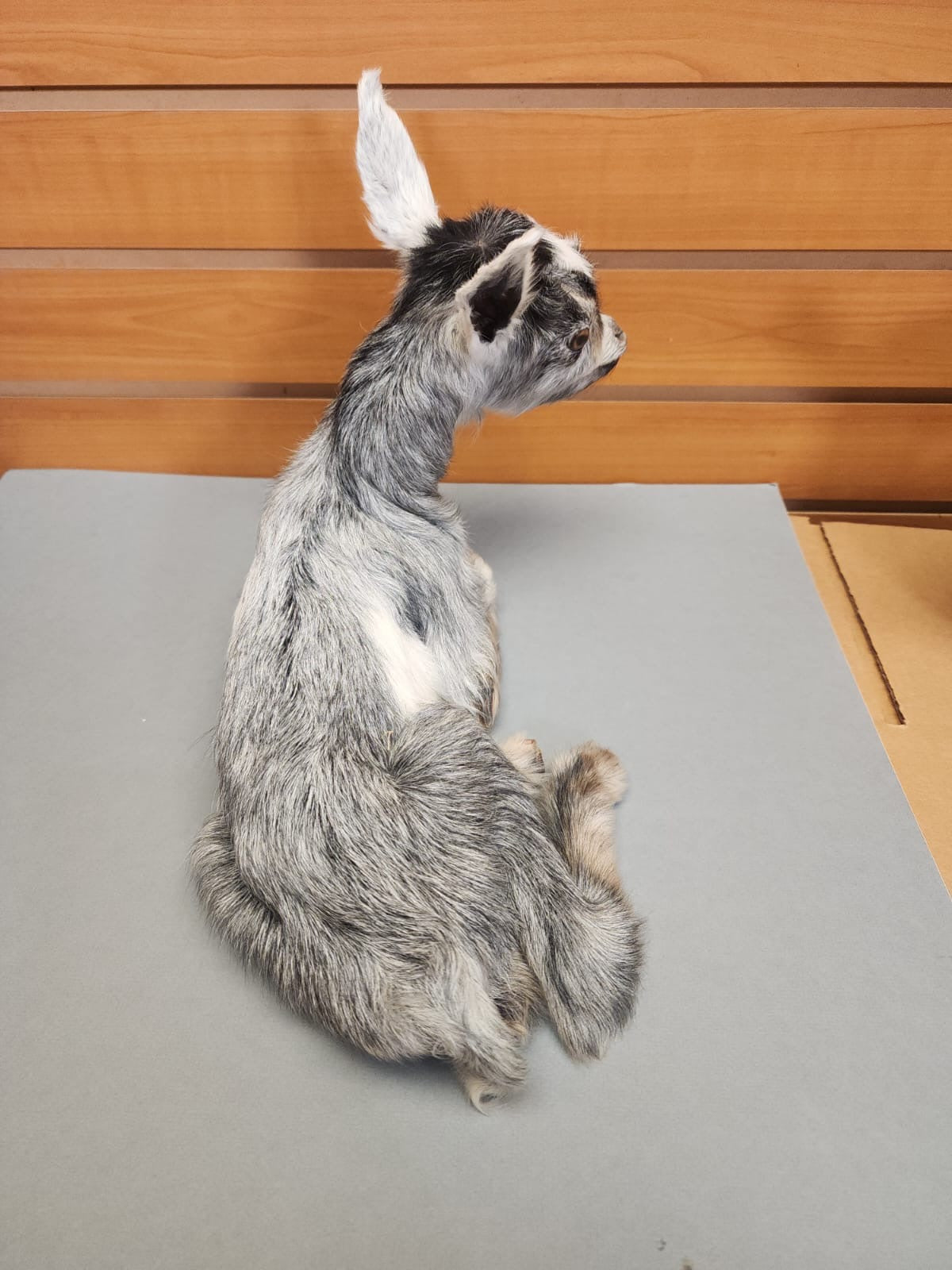 FHGOAT16- Baby goat tiny taxidermy mount free standing