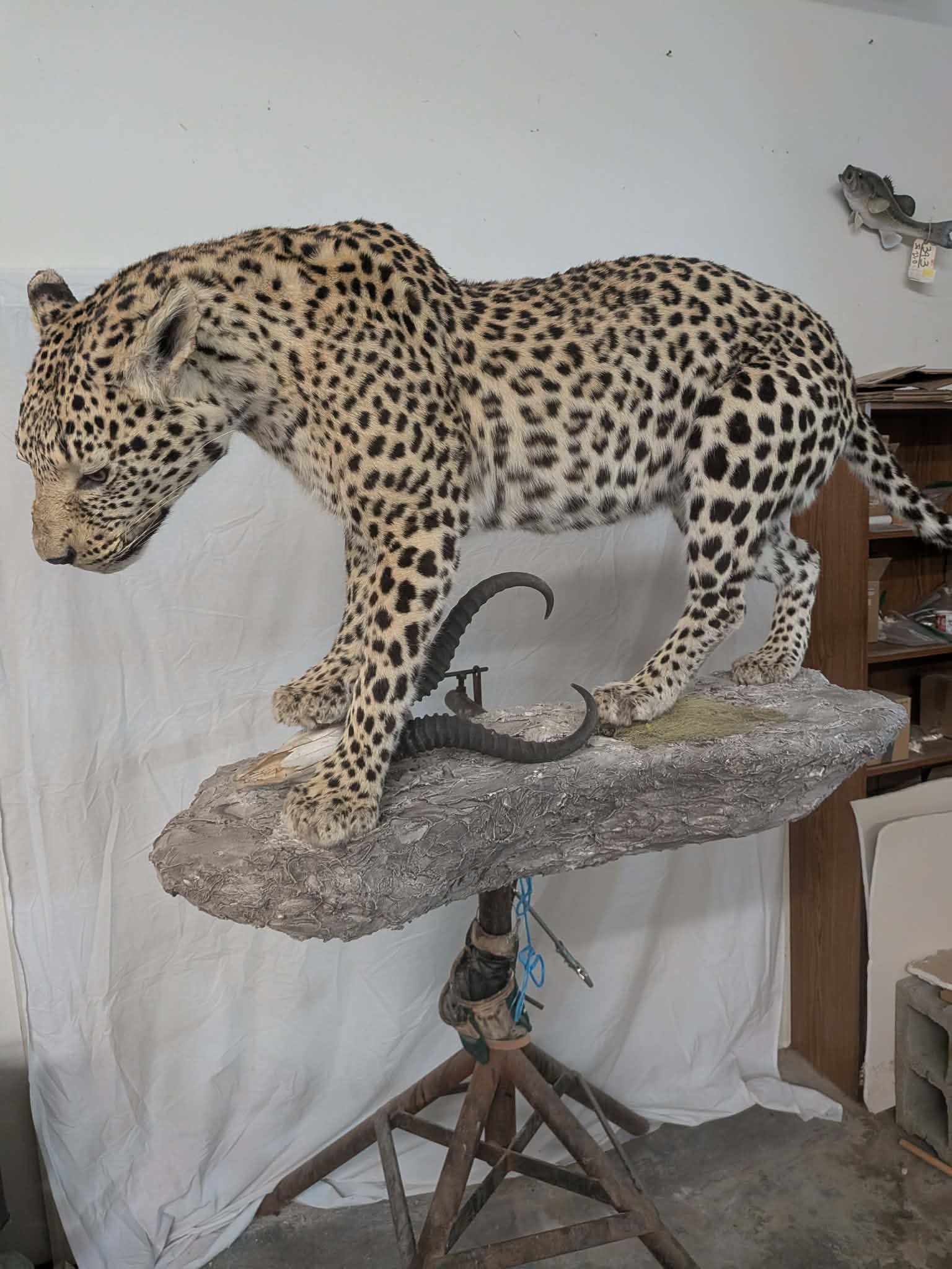 FHPAT739- leopard taxidermy full body mount