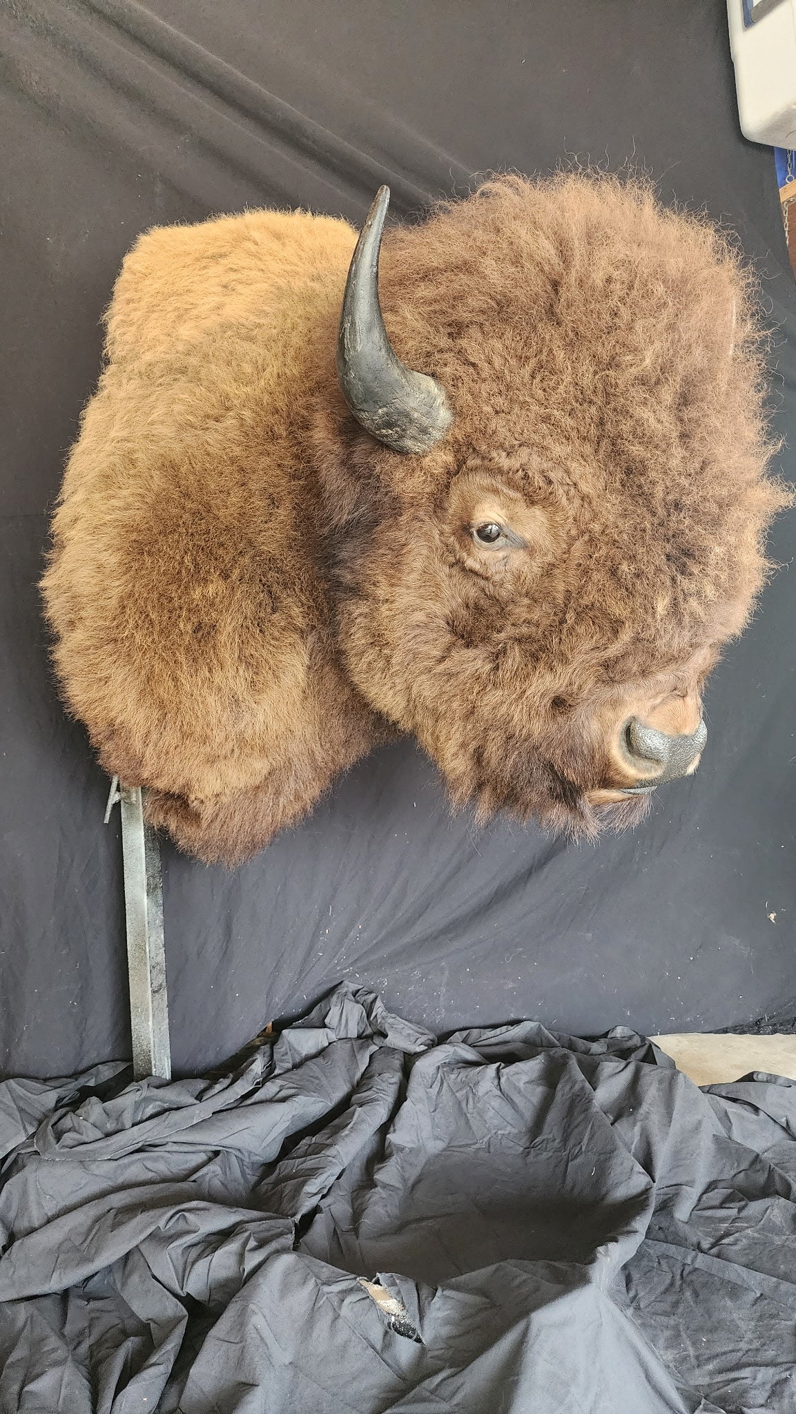 FHBRAD1 - XL Buffalo Taxidermy Shoulder mount Bull