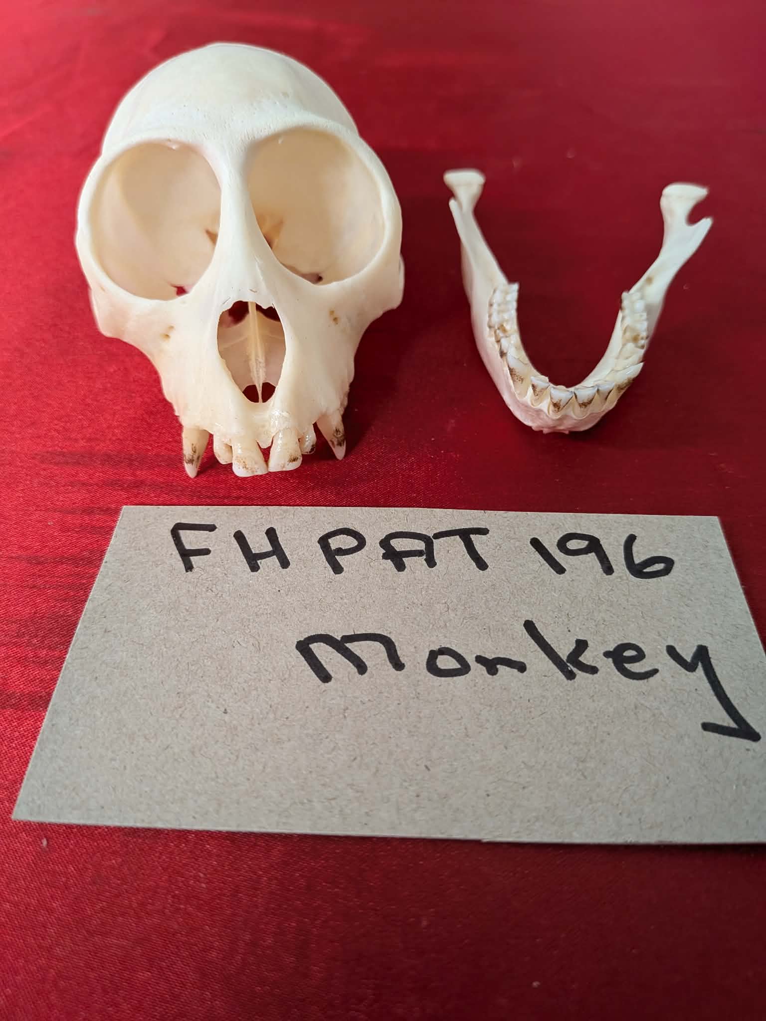 FHPAT196 - mustached real monkey skull