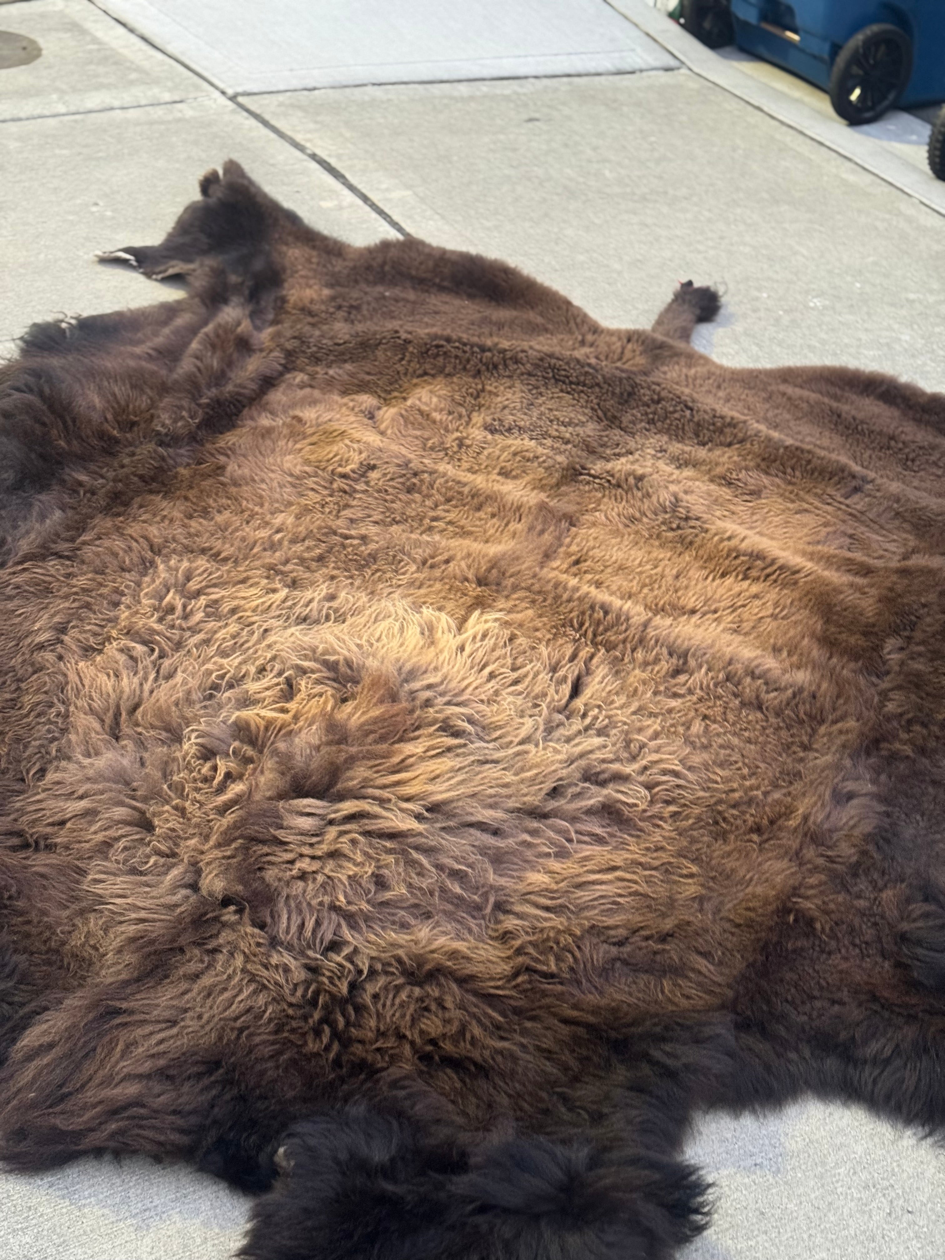 FHWA556 - XXL premium Prime Real Buffalo / Bison Fresh Taxidermy Rug Hide