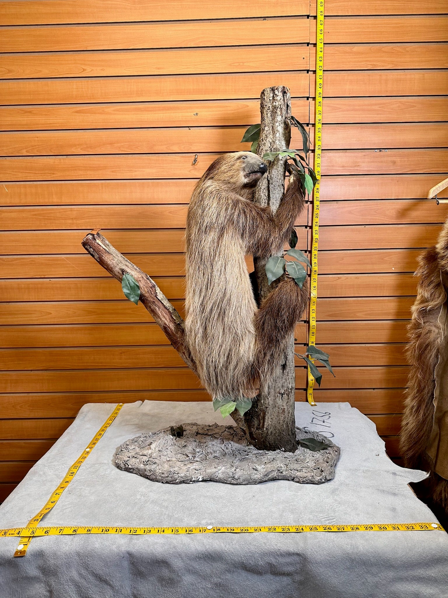 FH190-New Excellent Adult Sloth Taxidermy Mount Full Body