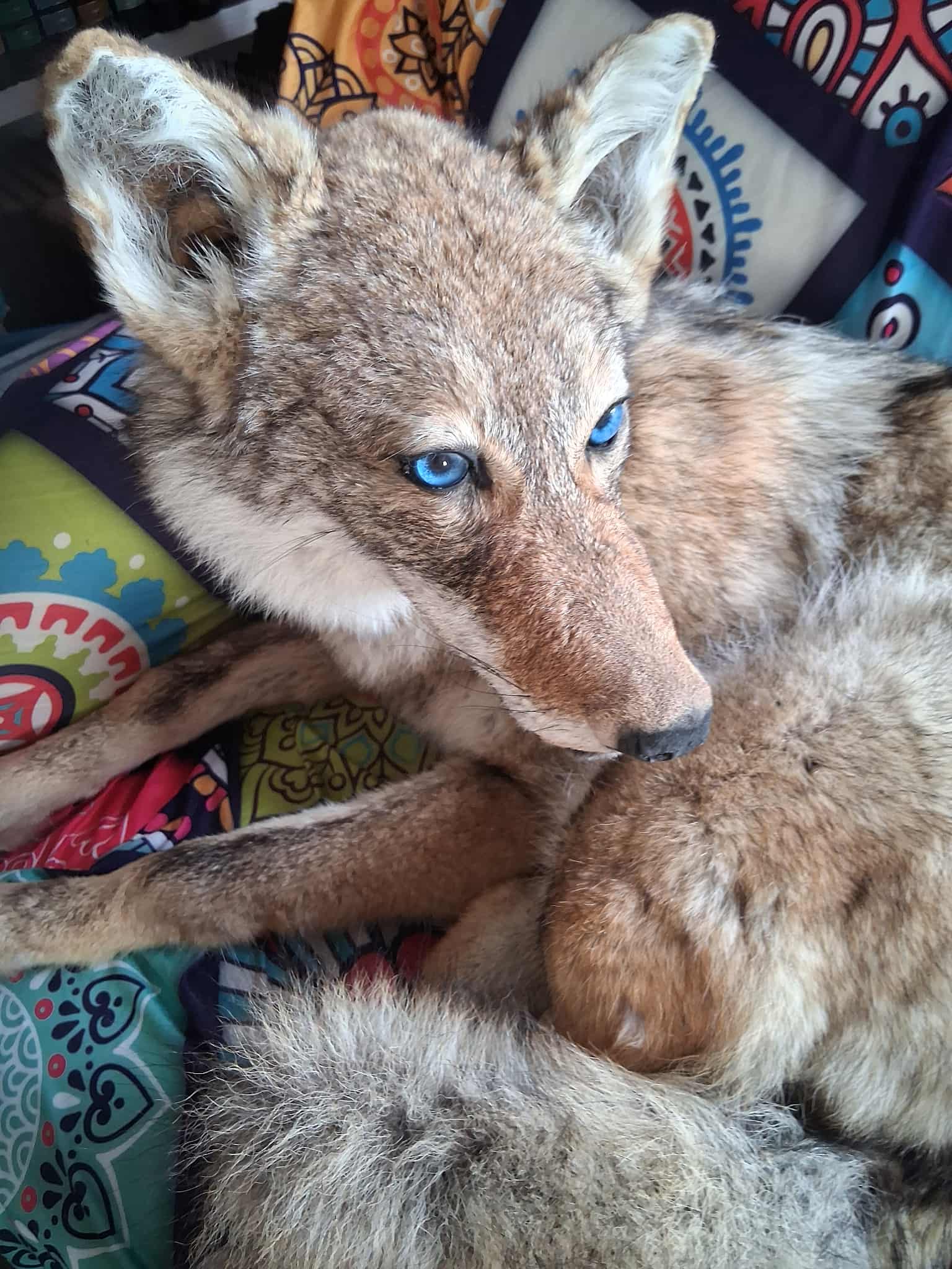 FHCOY205- Coyote Taxidermy Mount