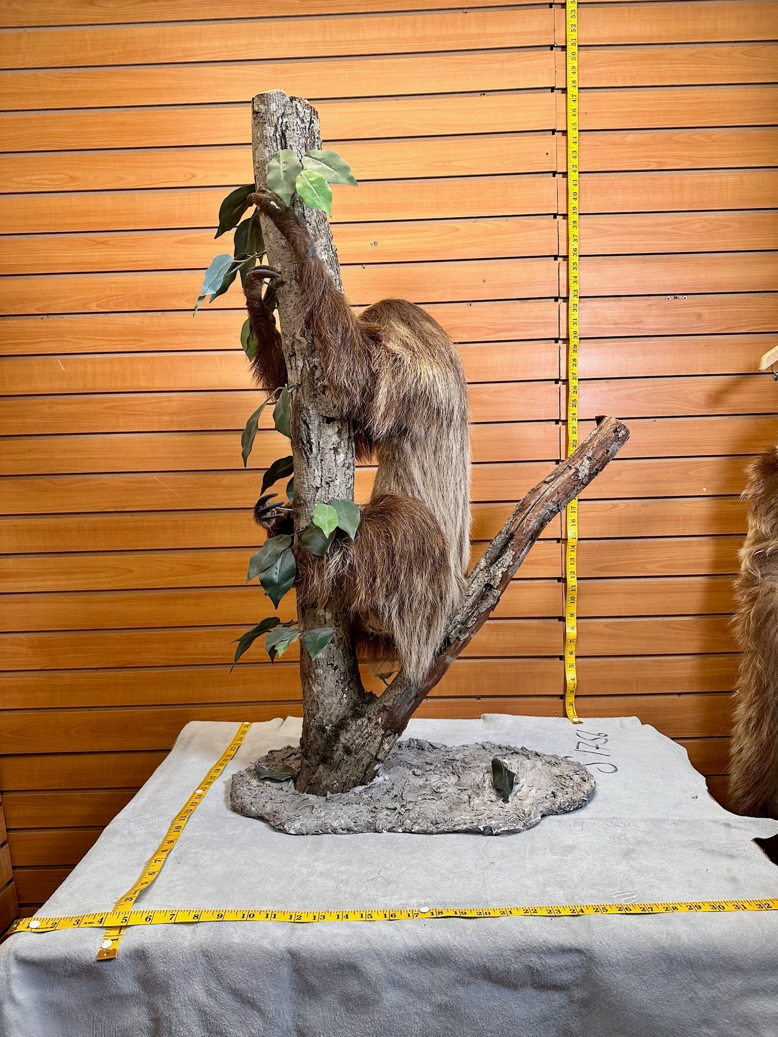 FH190-New Excellent Adult Sloth Taxidermy Mount Full Body