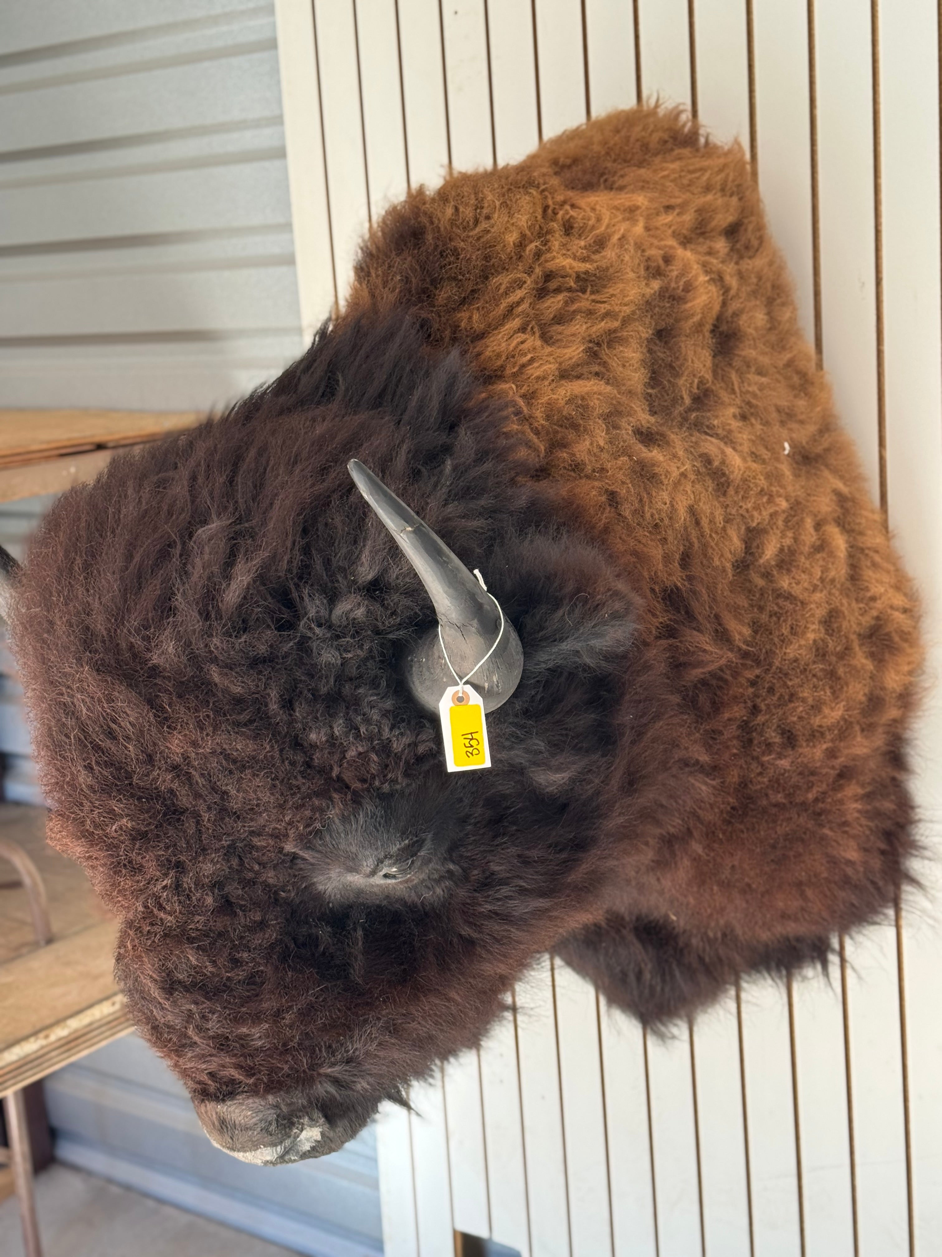 FHDAR354-massive Buffalo Taxidermy Shoulder mount Bull