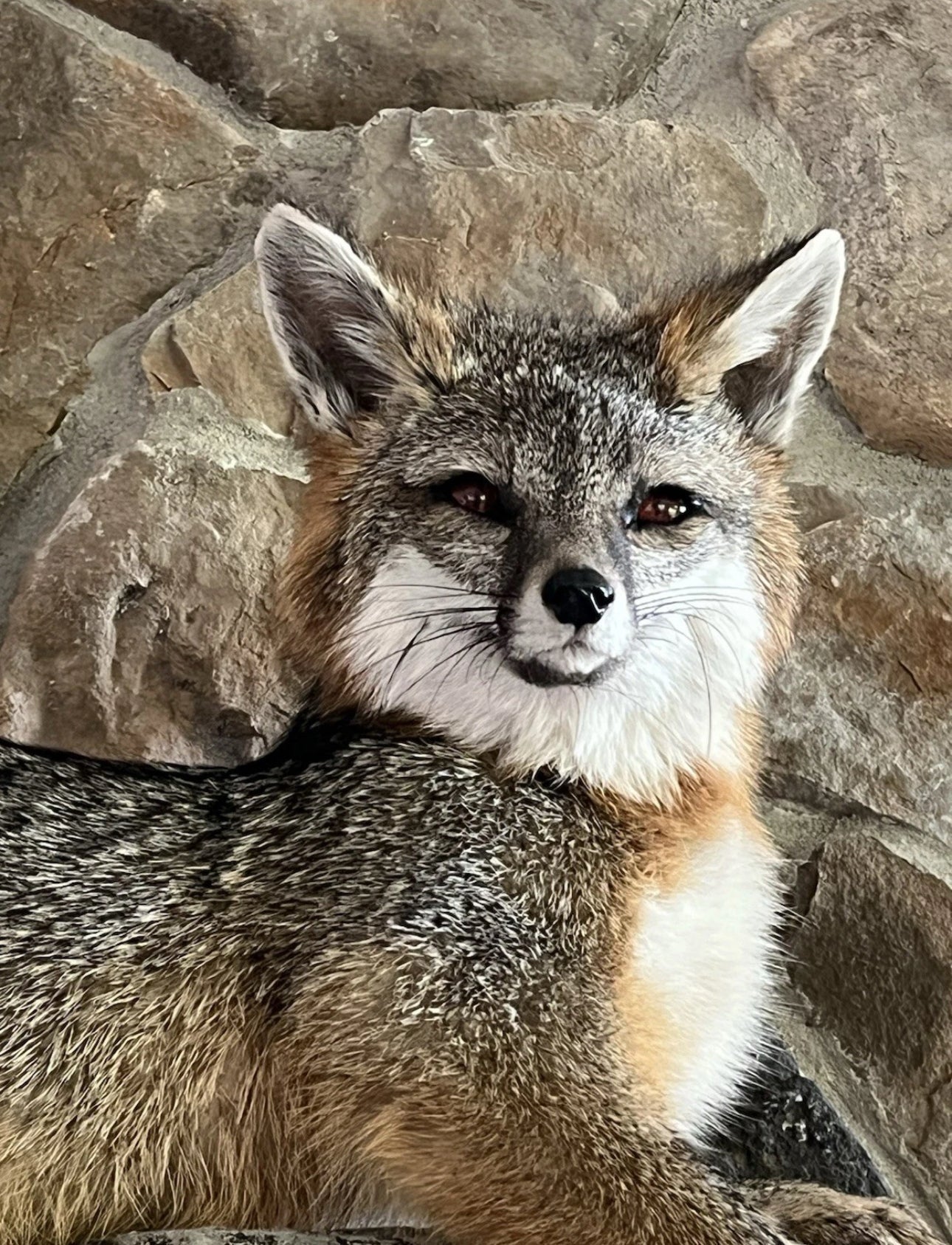 FHWA0624-Grey Fox Taxidermy Full Body Mount Cabin Camp Man Cave