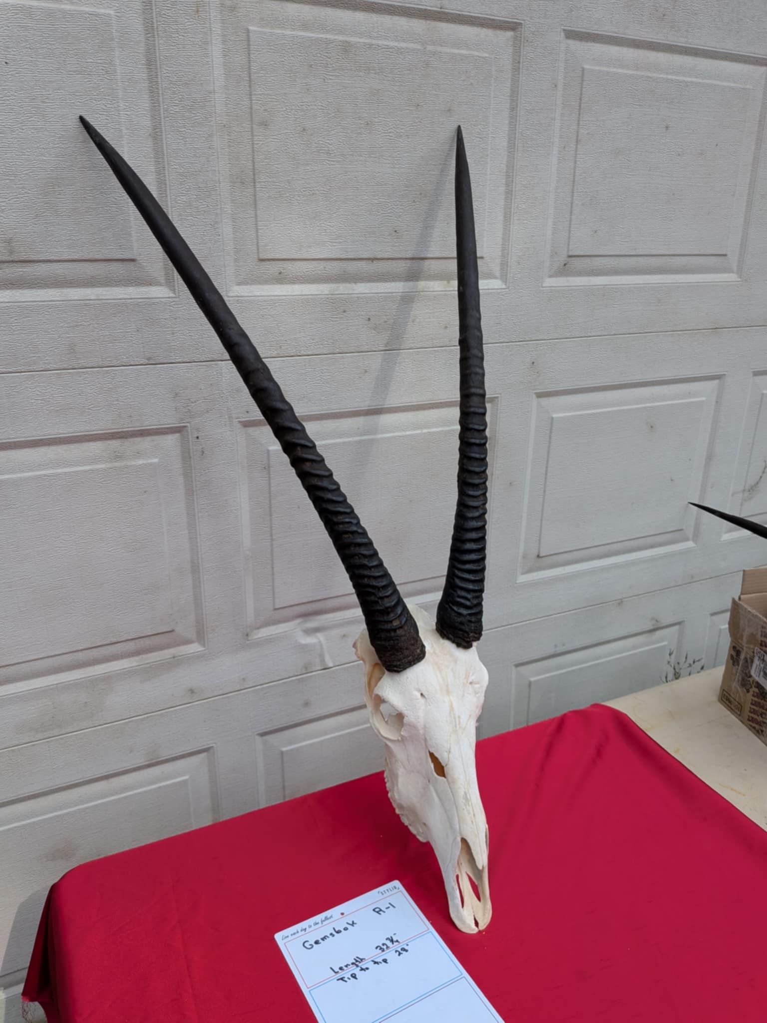 FHPATR2 - gemsbok real skull taxidermy mount