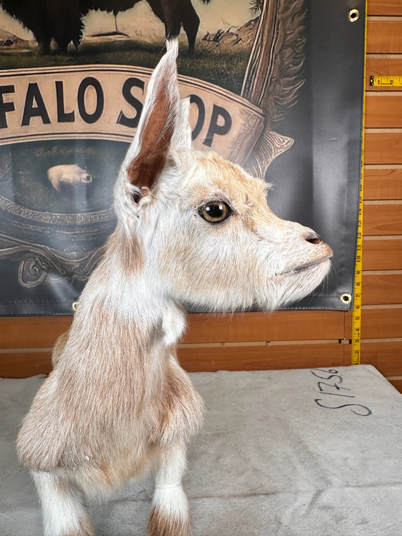 FHGOAT5- Baby goat tiny taxidermy mount free standing