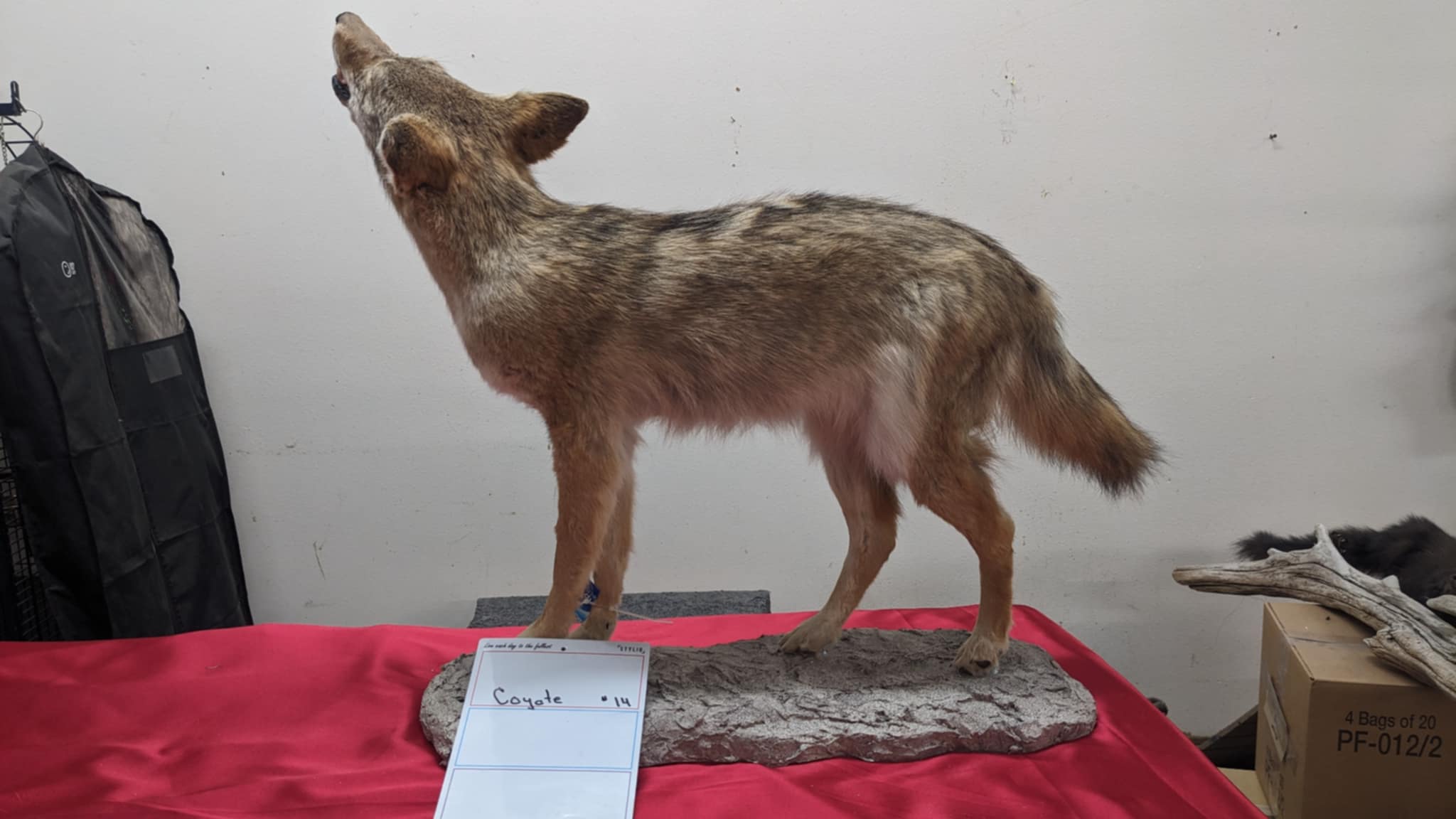FHPAT9- howling coyote taxidermy mount