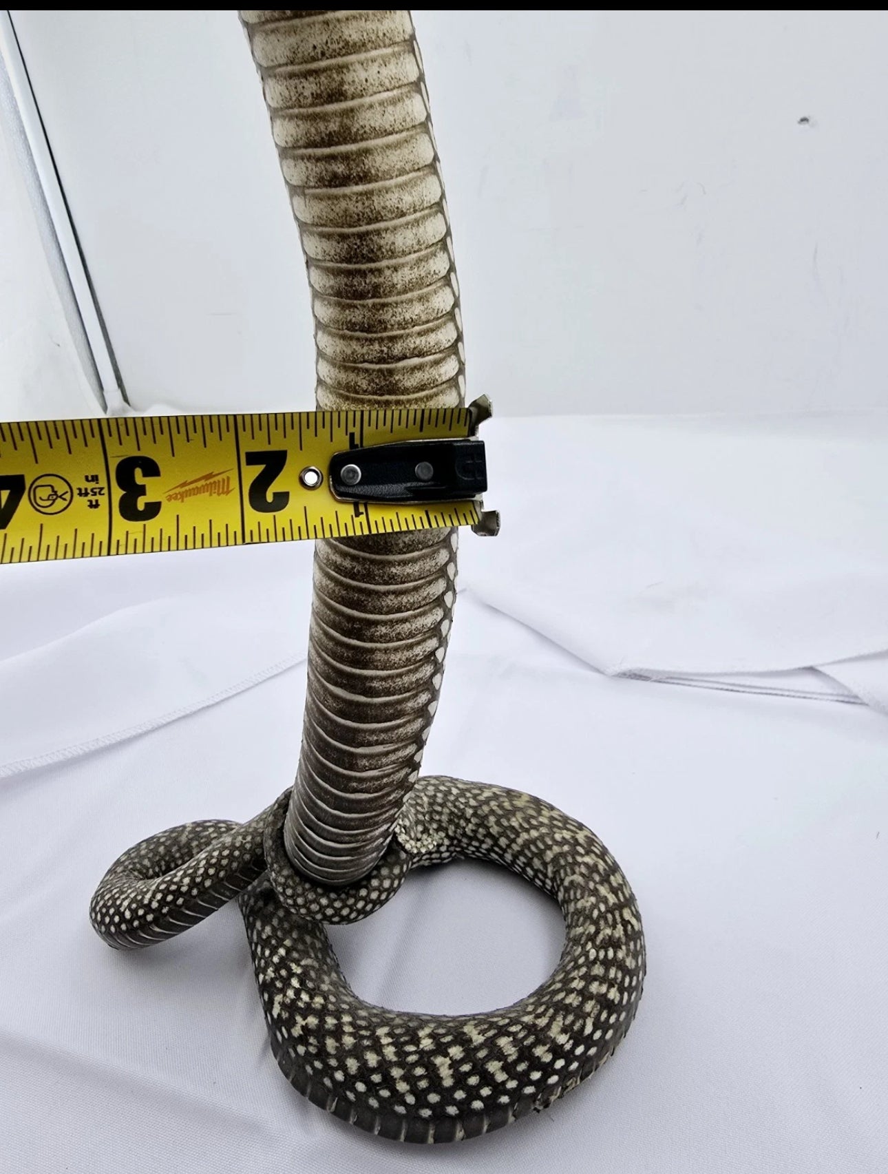 FHCOB0724 - 24” Real Cobra Taxidermy Snake Mount