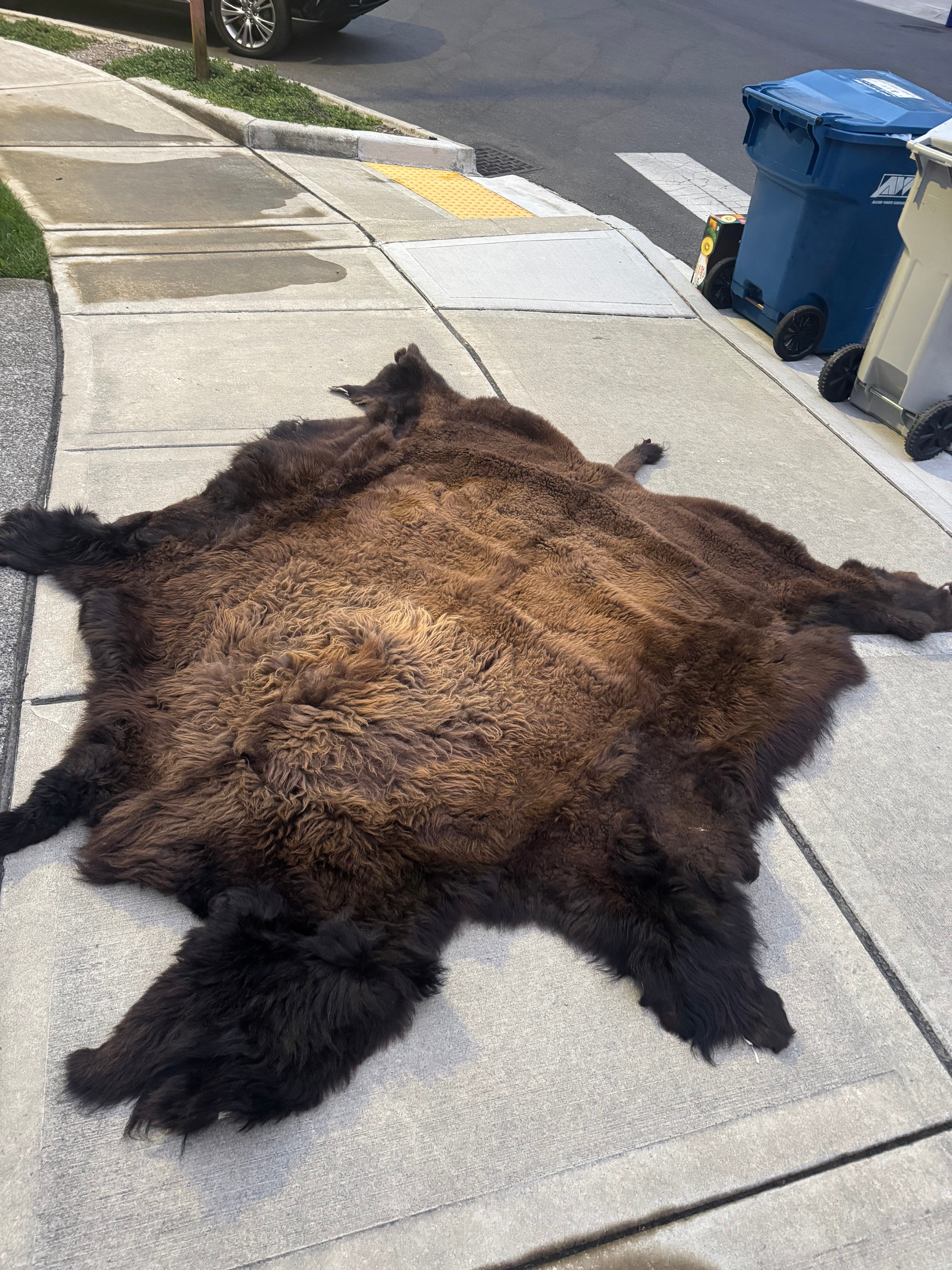 FHWA556 - XXL premium Prime Real Buffalo / Bison Fresh Taxidermy Rug Hide