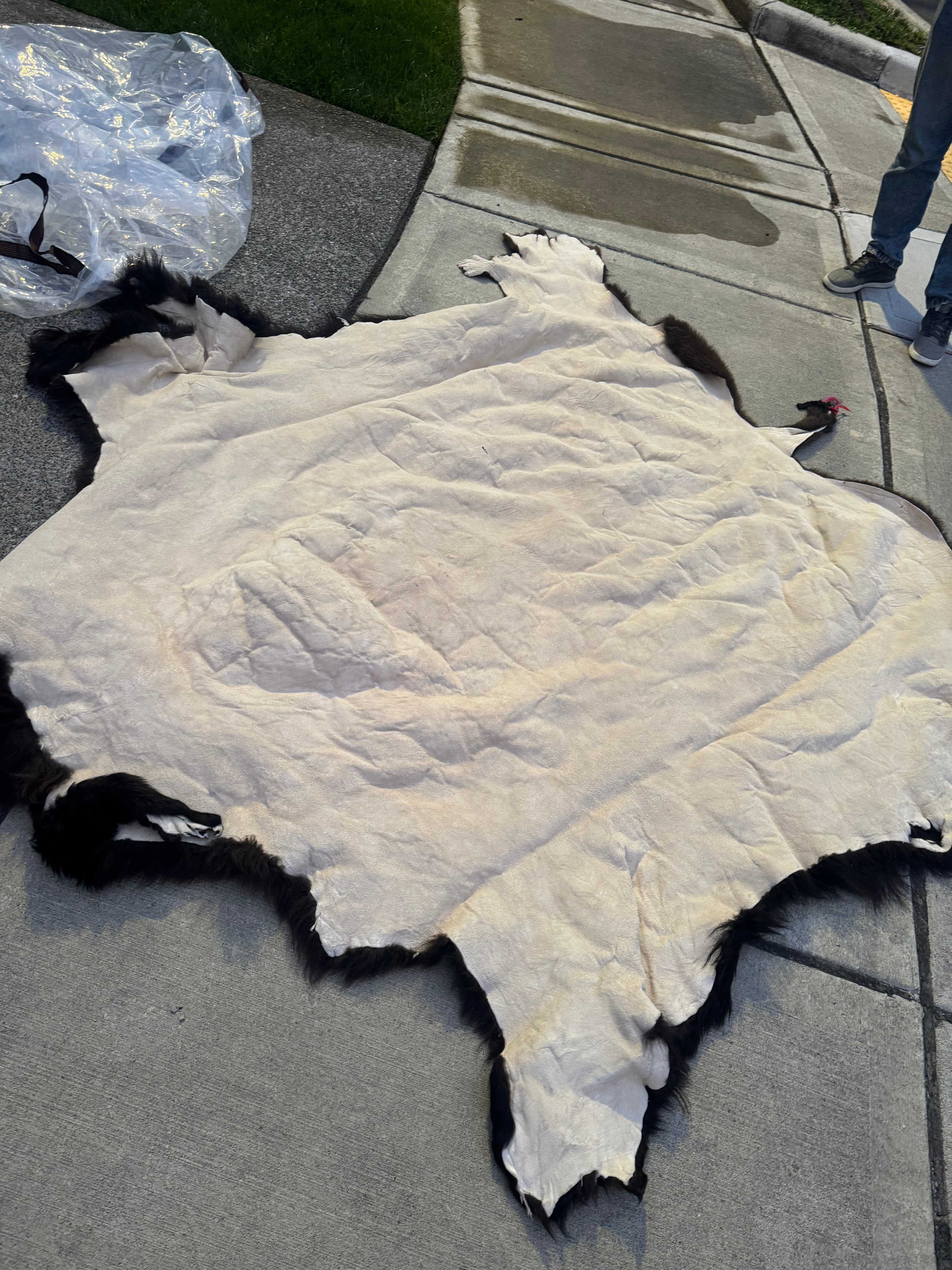 FHWA556 - XXL premium Prime Real Buffalo / Bison Fresh Taxidermy Rug Hide
