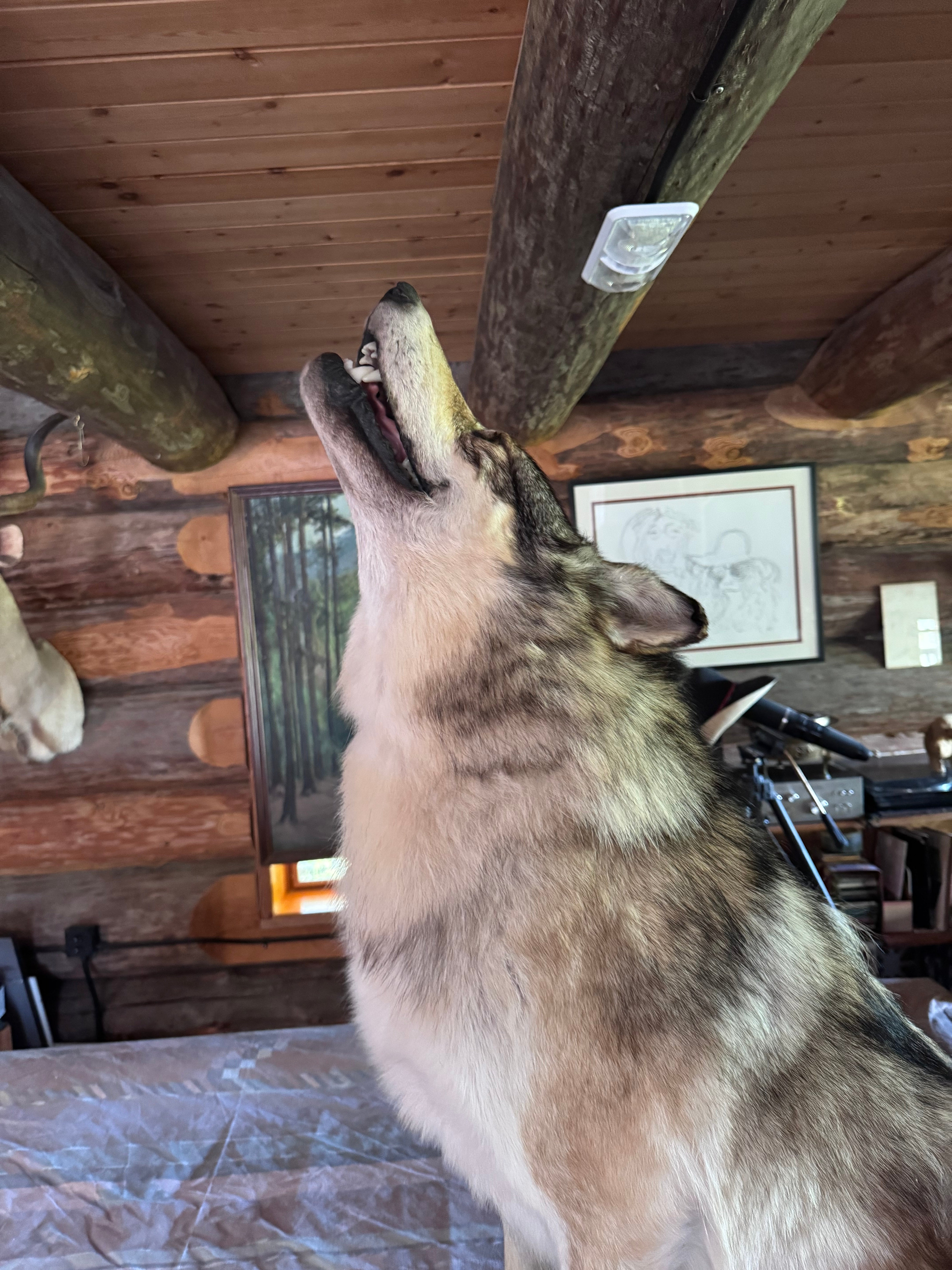FHWA648 - premium Alaskan wolf howling full body Taxidermy mount