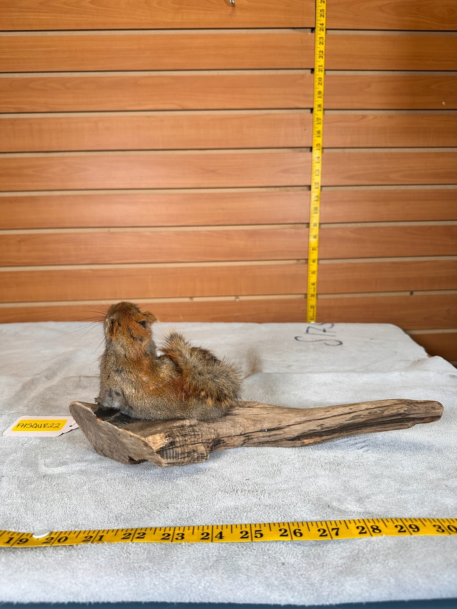 FHSQUIR22- American Red Squirrel Taxidermy Mount