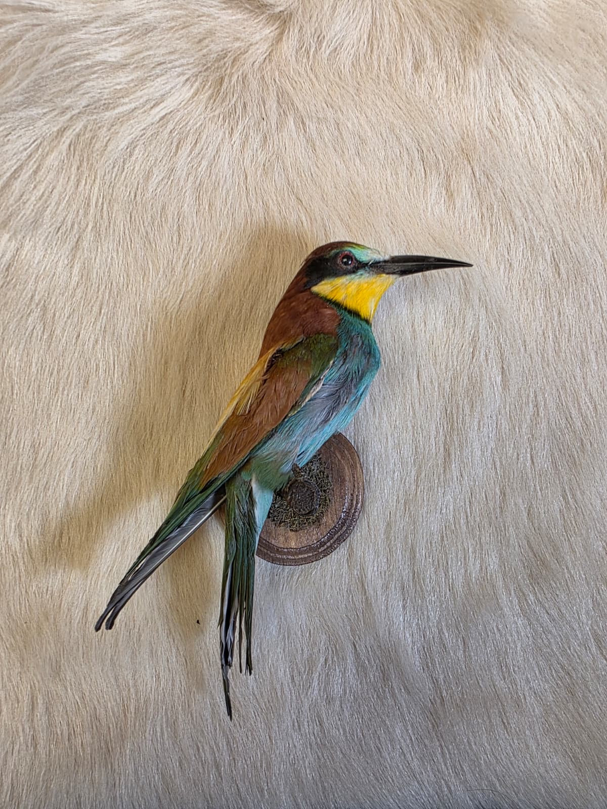 JF7 - European Bee Eater taxidermy bird mount