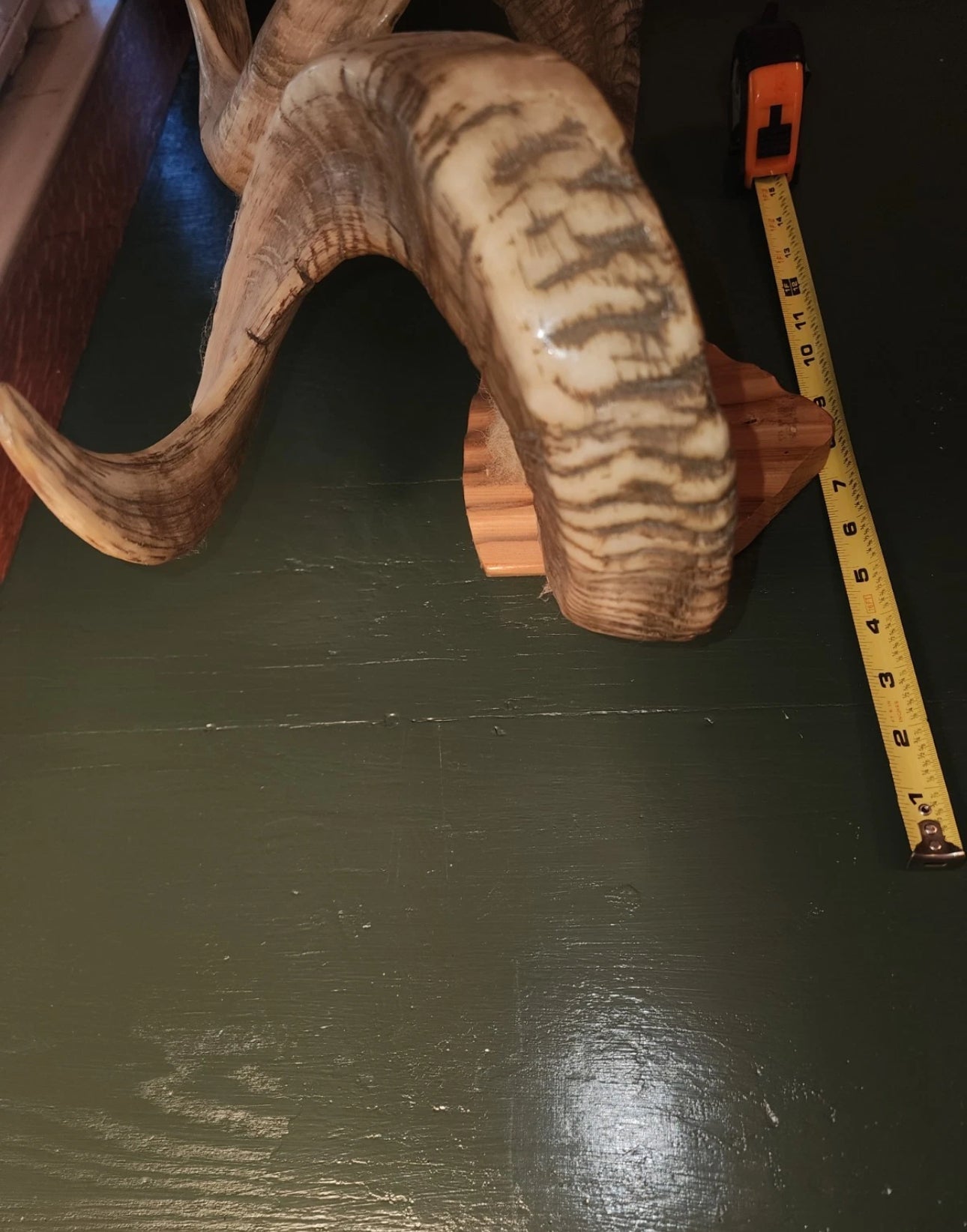 FH523 - Pair of authentic NATURAL RAMS HORNS MOUNTED.