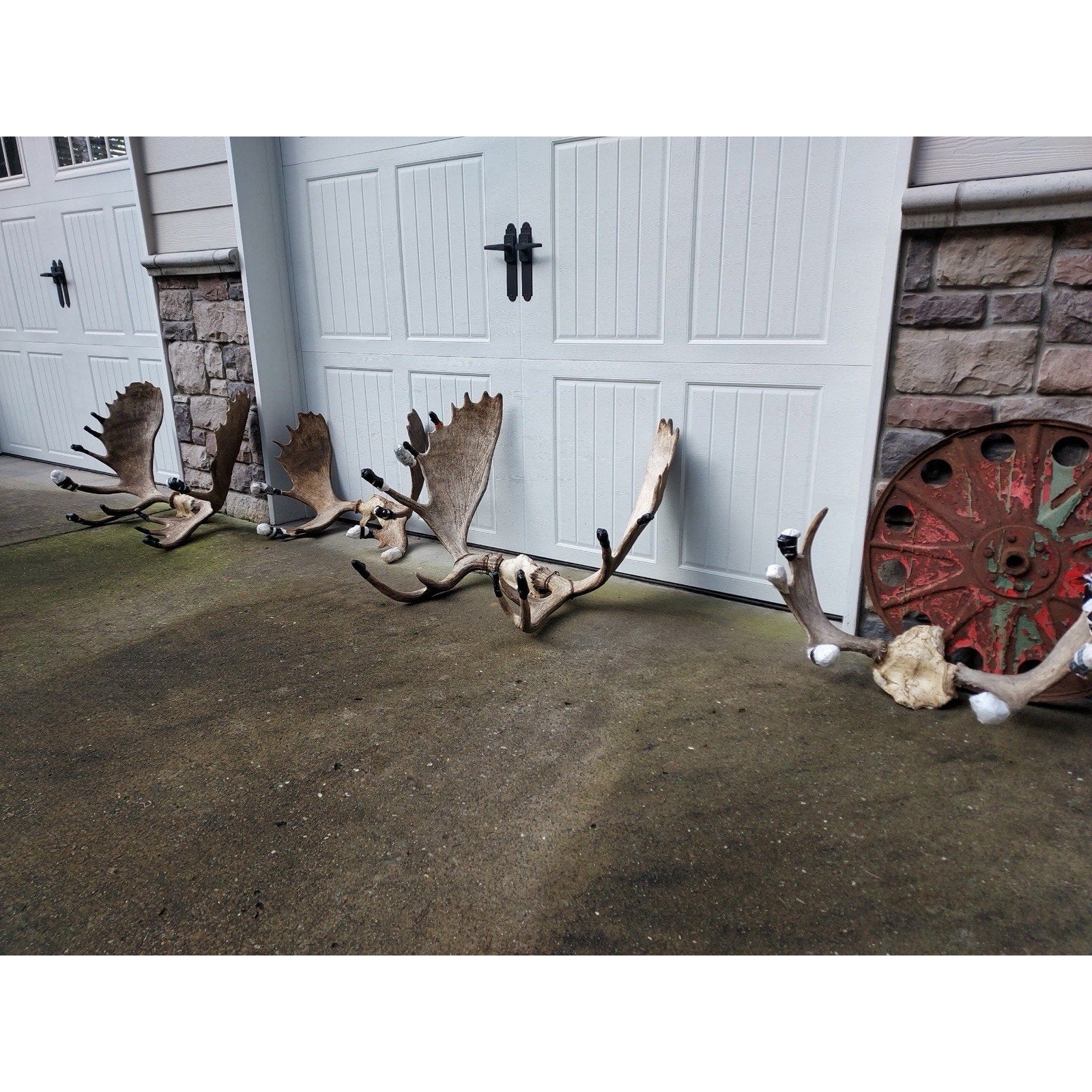 FHHOUSE1- Moose Antler Skulls (read Description)