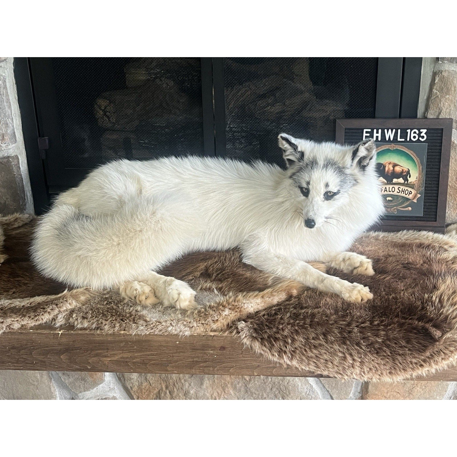 FHWL163 - Museum Quality White Fox Taxidermy mount