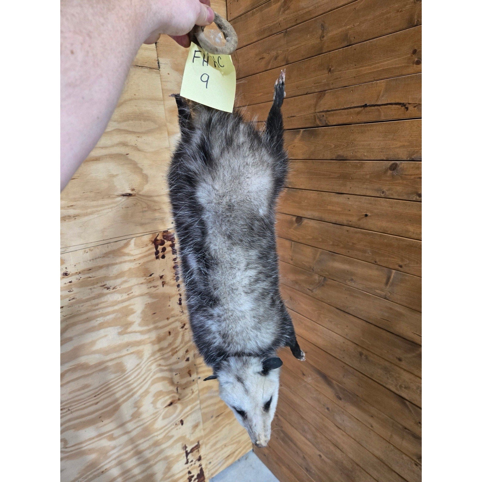 FHHCO9 - Hanging Opossum Full Body Taxidermy Mount