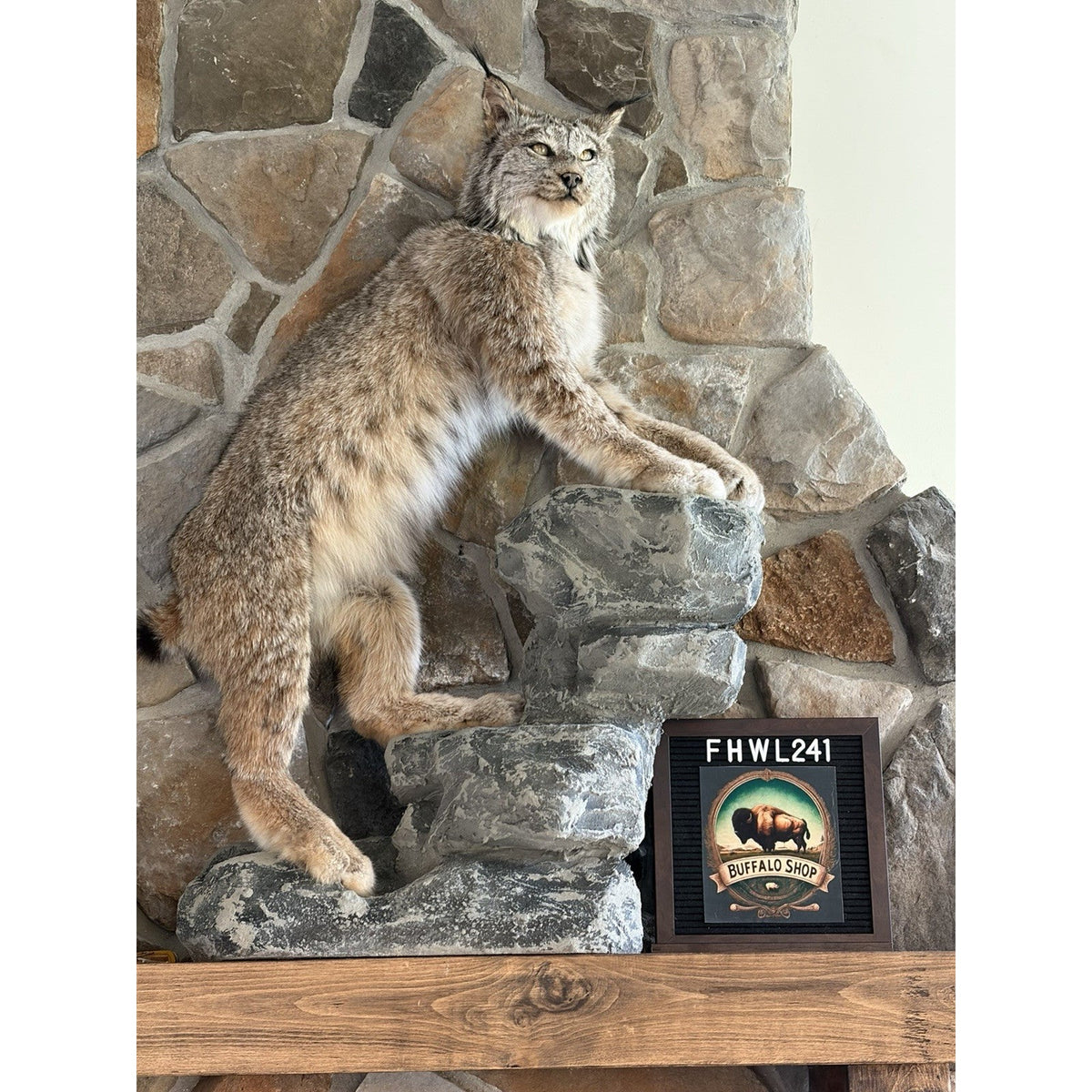 FHWL241 - Museum Quality Alaskan Lynx Taxidermy Full Body Mount Prime Fur