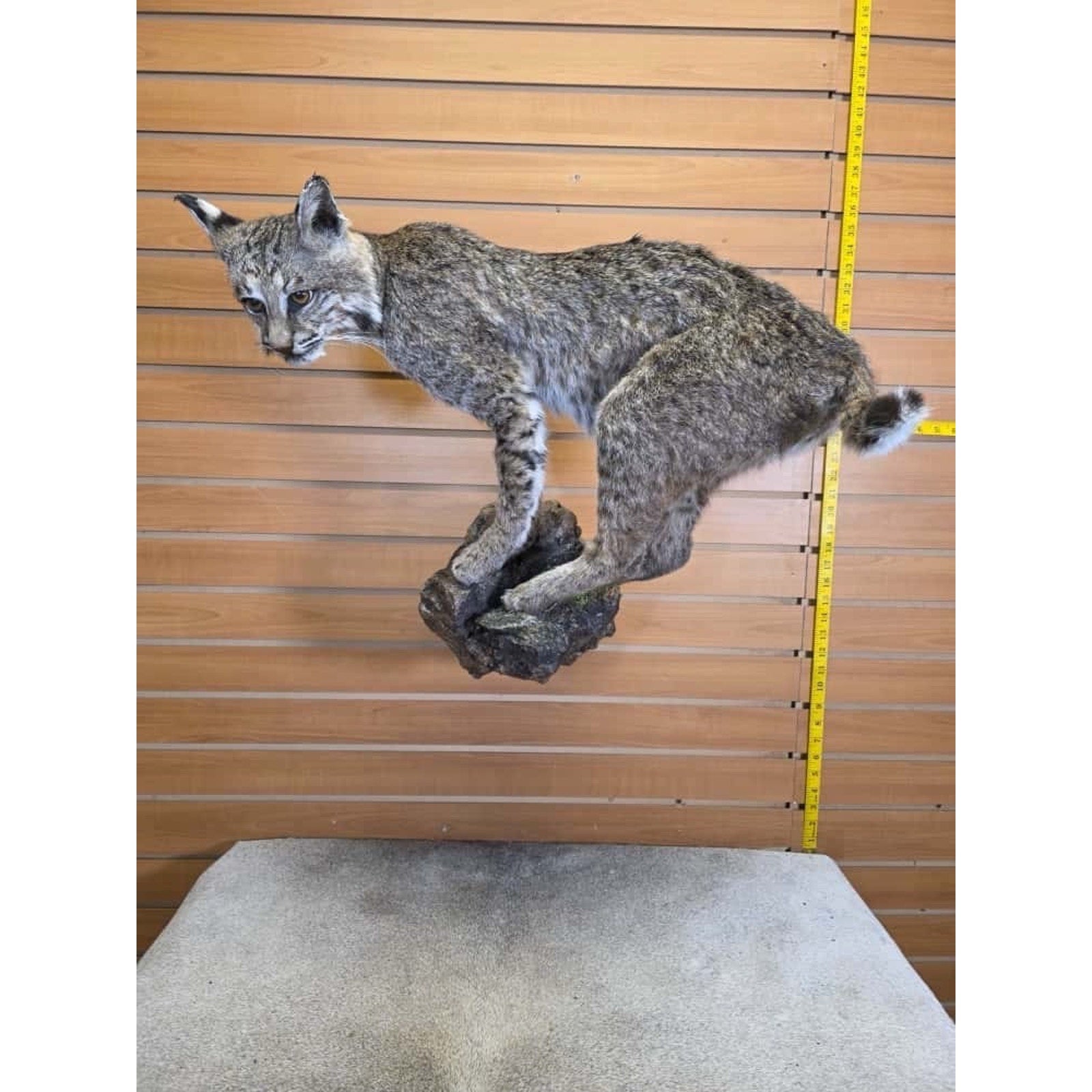 FHCM24 - Bobcat Taxidermy Mount