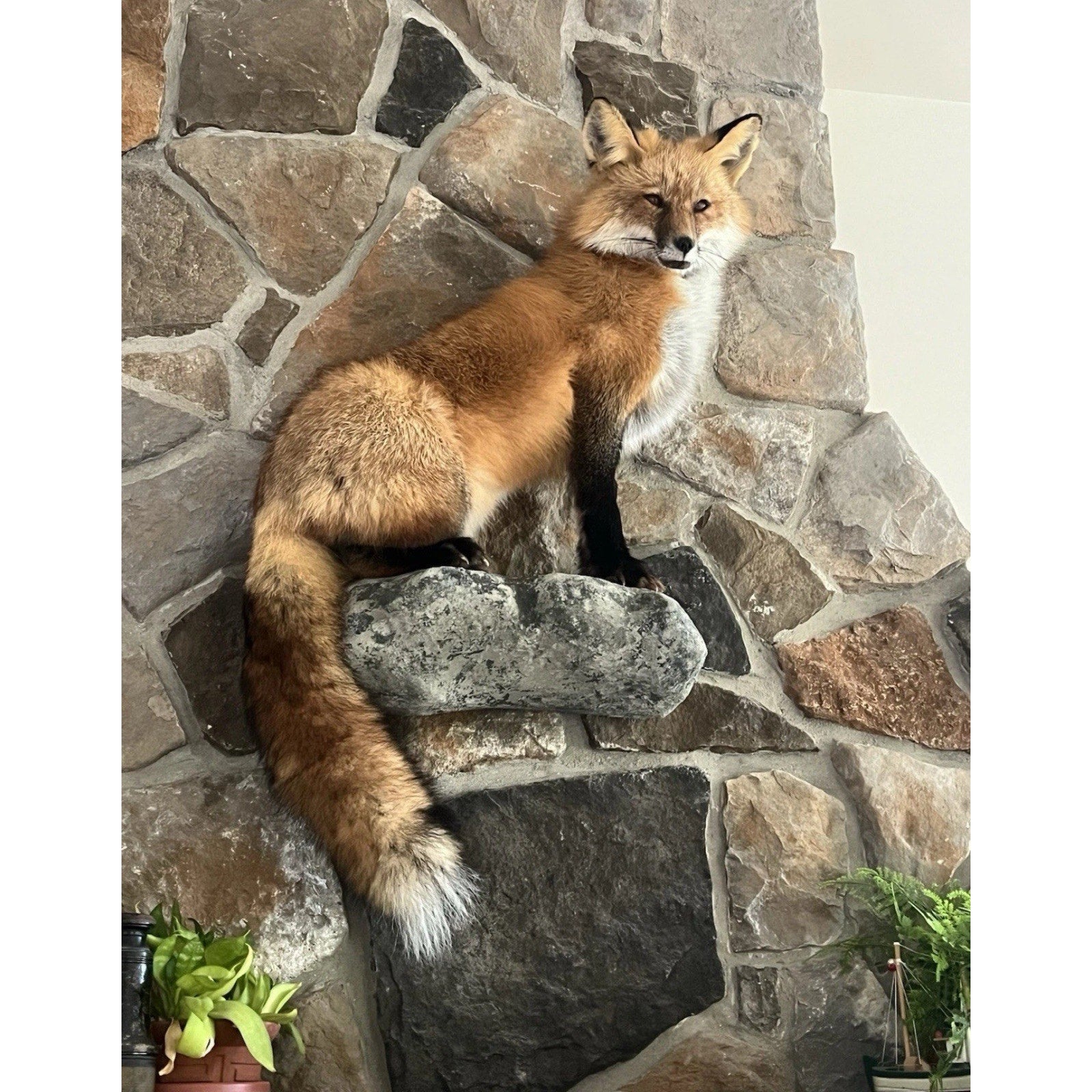 FHWA0727 - Red Fox Taxidermy Full Body Mount