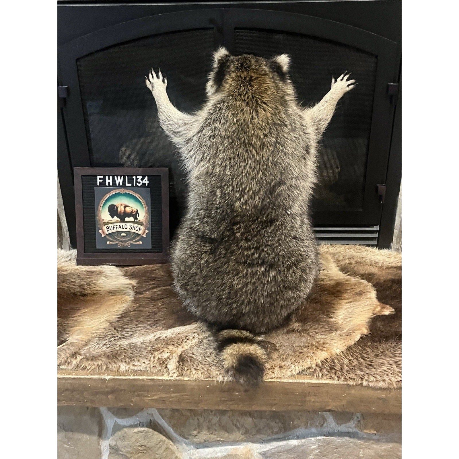 FHWL134 - Fat Raccoon Taxidermy Mount