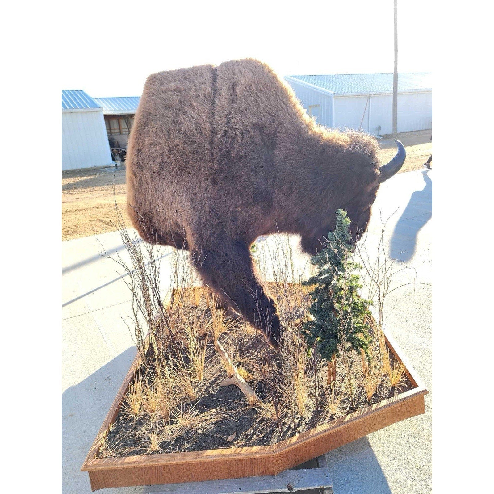 FHCM775 - Massive Buffalo Bison Taxidermy Half mount Bull