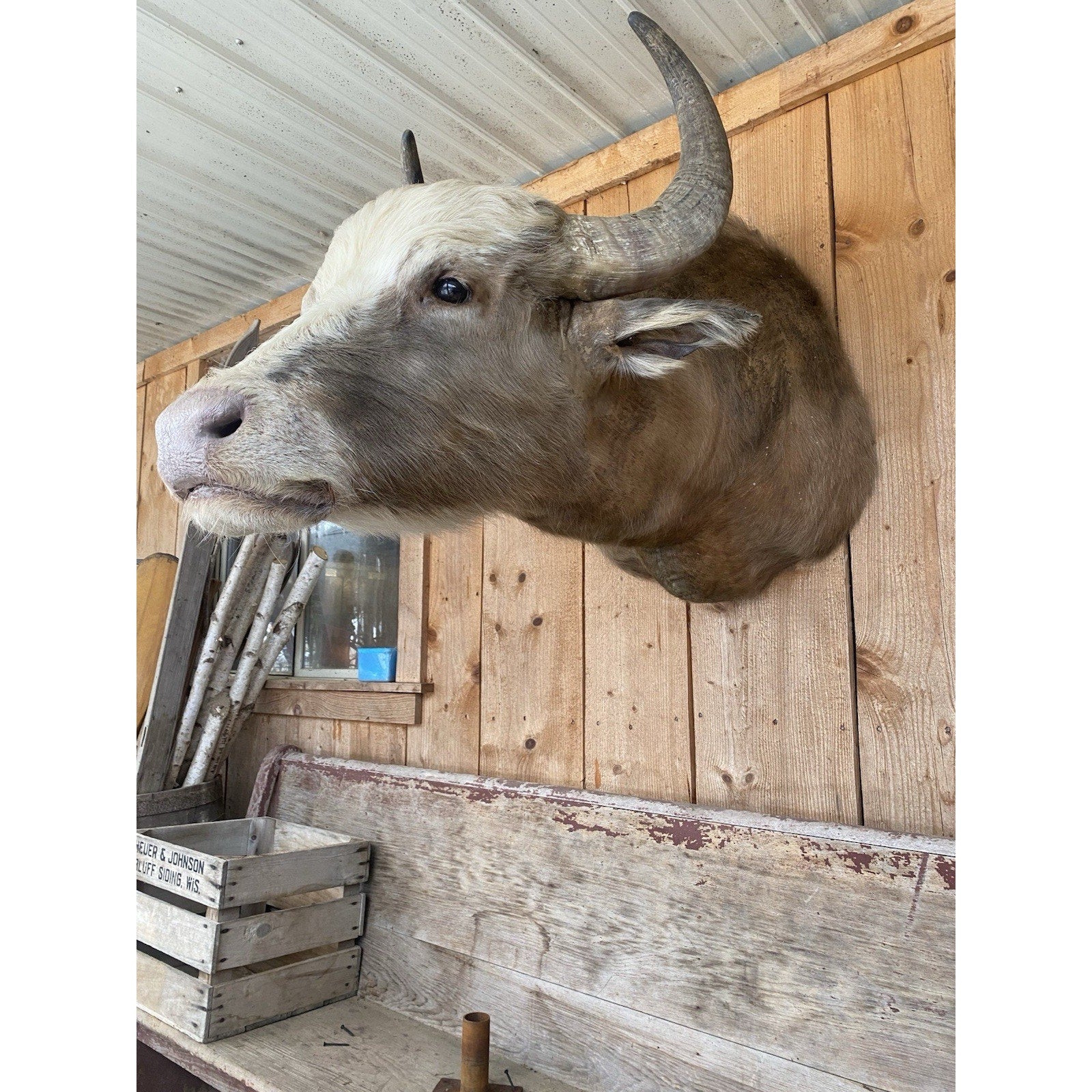 FHDAR42- Rare Sacred White-faced African Buffalo Taxidermy Shoulder mount