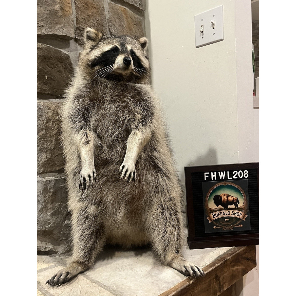 FHWL208 -premium Fat Raccoon Taxidermy Mount