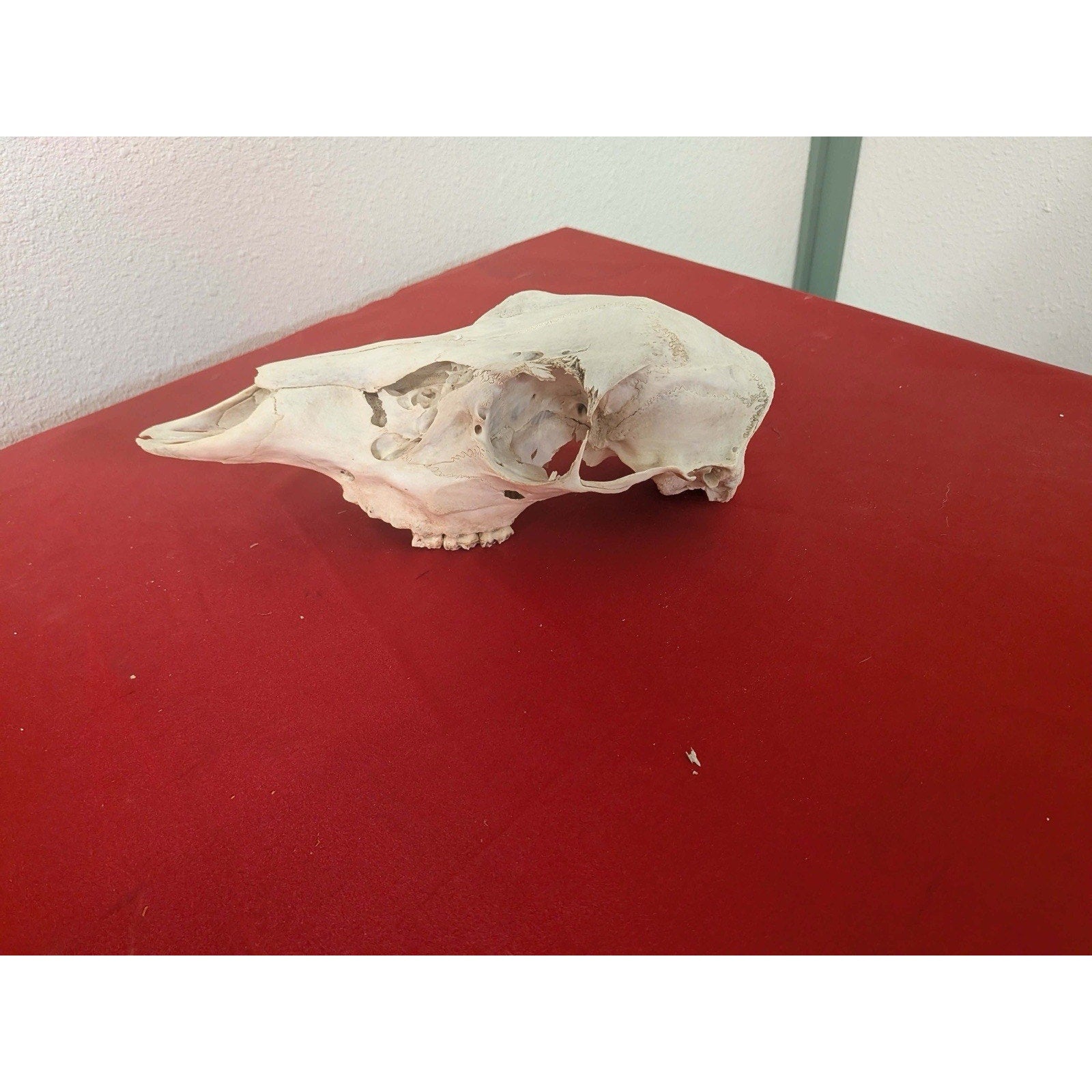 FHPAT1226 - Whitetail Real Deer Doe Skull Taxidermy