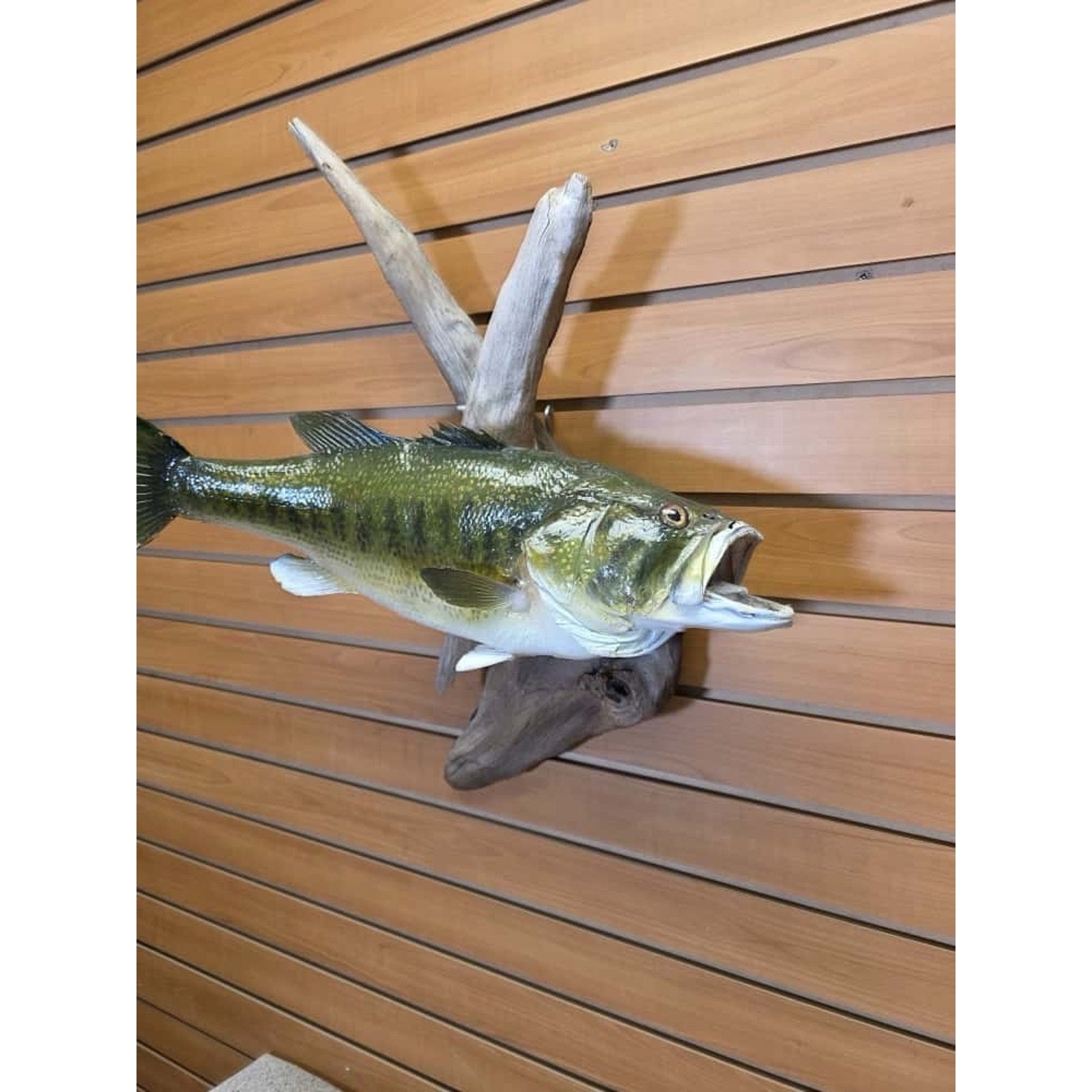 FHCM33 - Real Skin 20” Largemouth Bass Fish Taxidermy