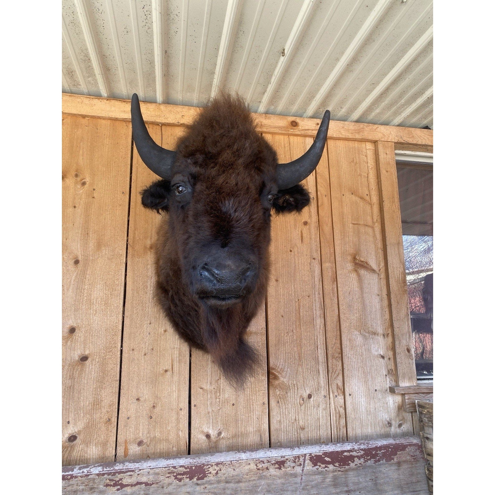 FHDAR6- XL Buffalo Taxidermy Shoulder mount Bull