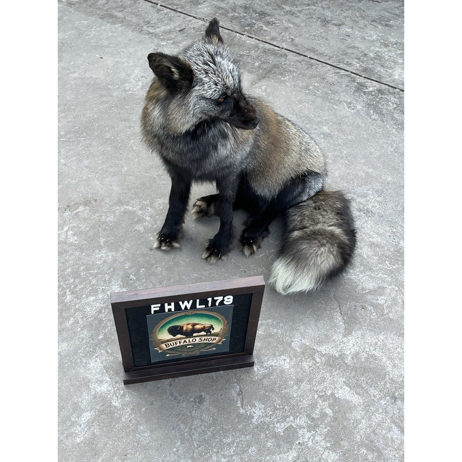 FHWL179 - Museum Quality Black Taxidermy mount