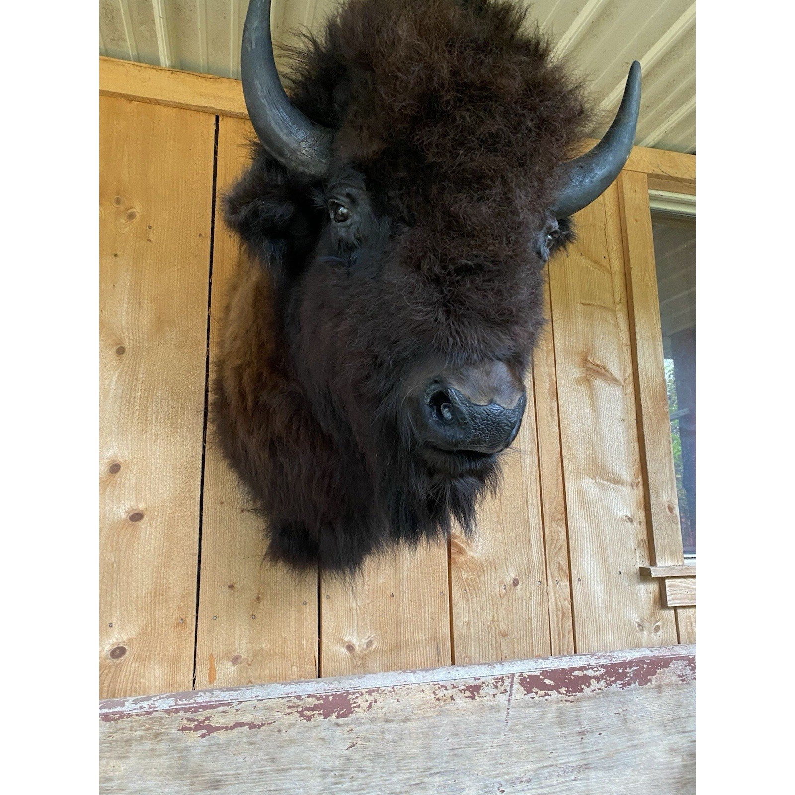 FHDAR42-XL Buffalo Taxidermy Shoulder mount Bull